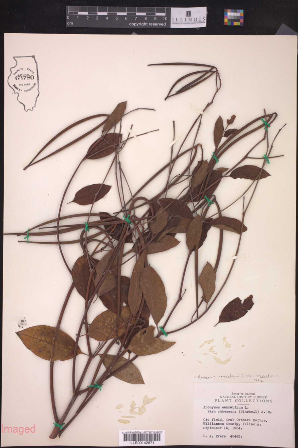 Apocynum cannabinum var. cannabinum image