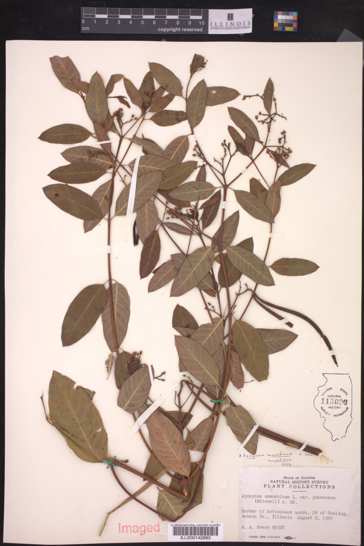 Apocynum cannabinum var. cannabinum image