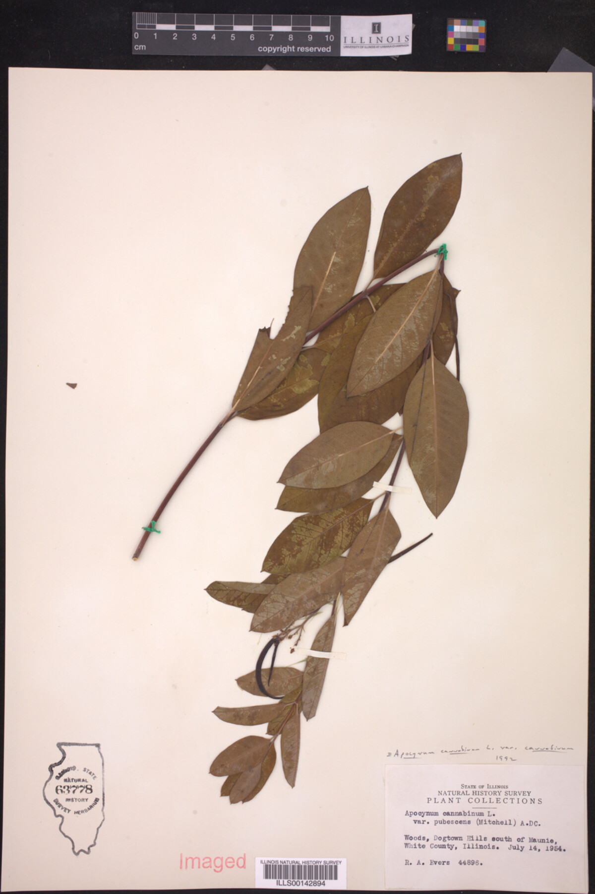 Apocynaceae image