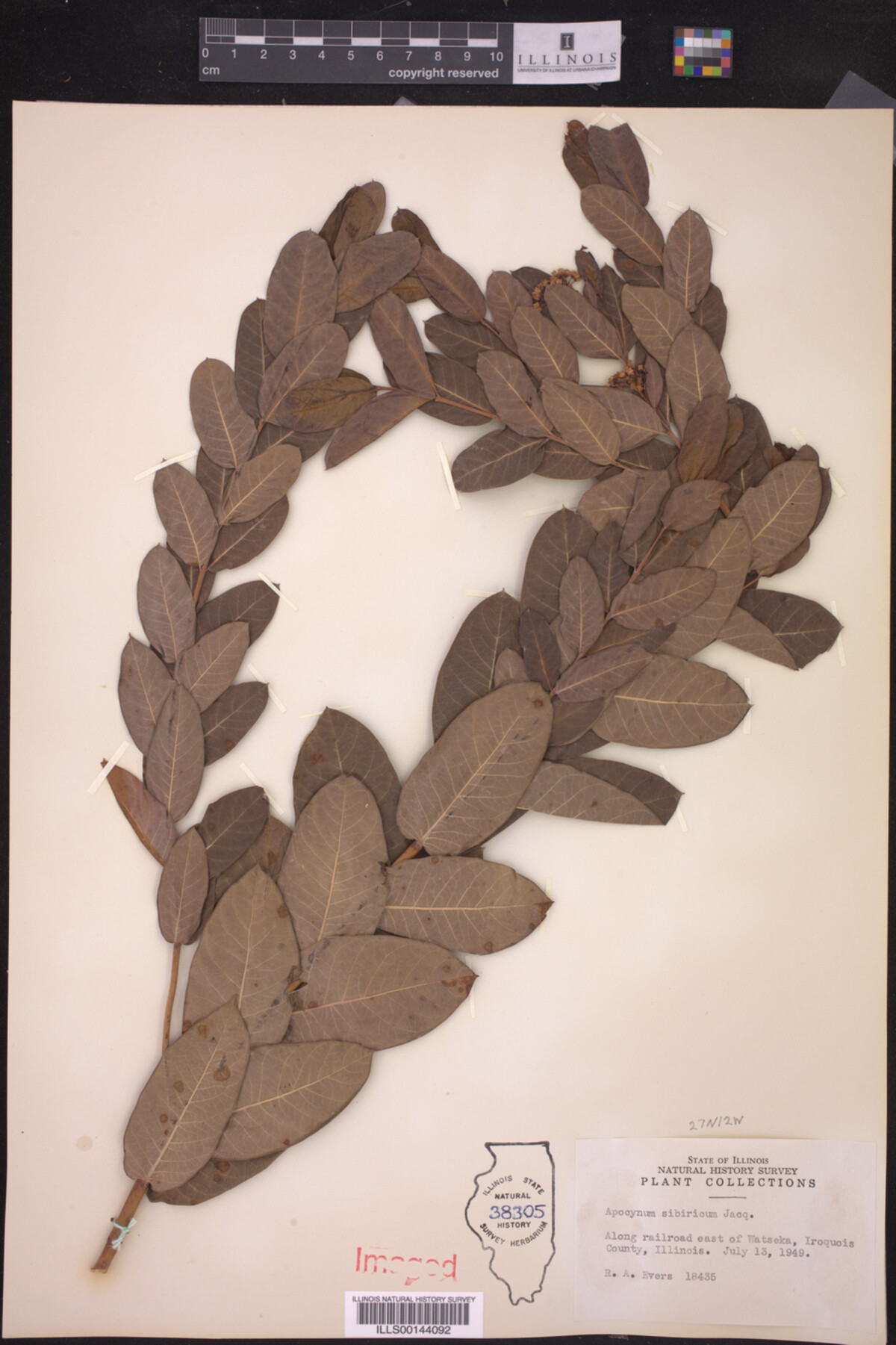 Apocynum sibiricum image