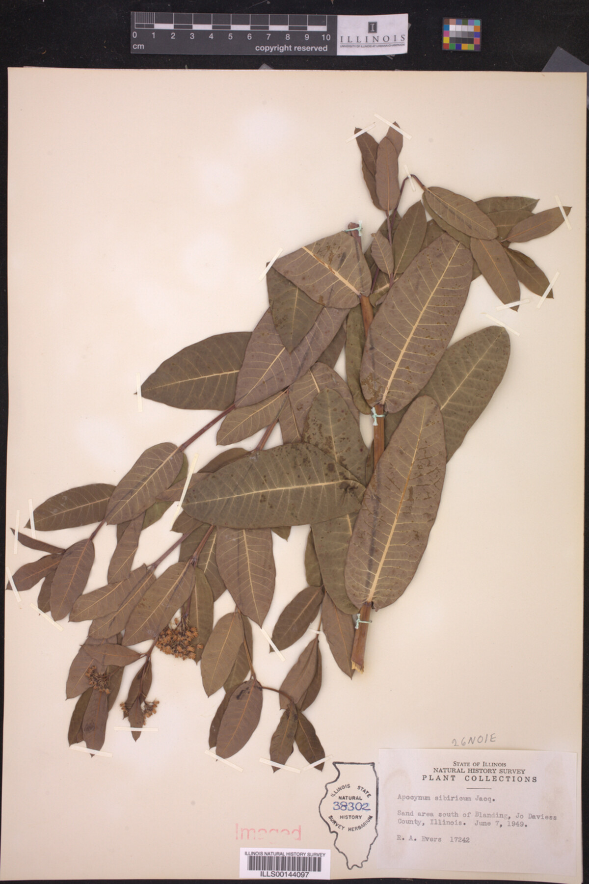 Apocynum sibiricum image