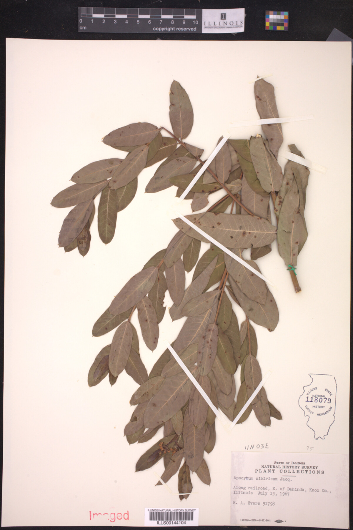 Apocynum sibiricum image