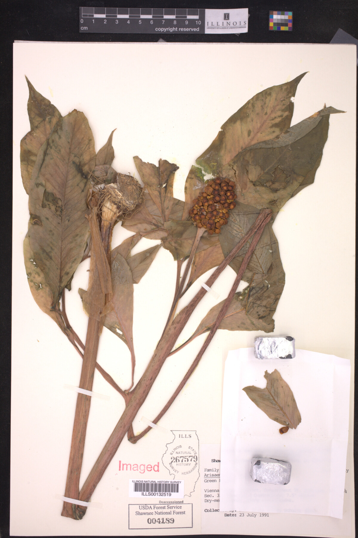 Arisaema image