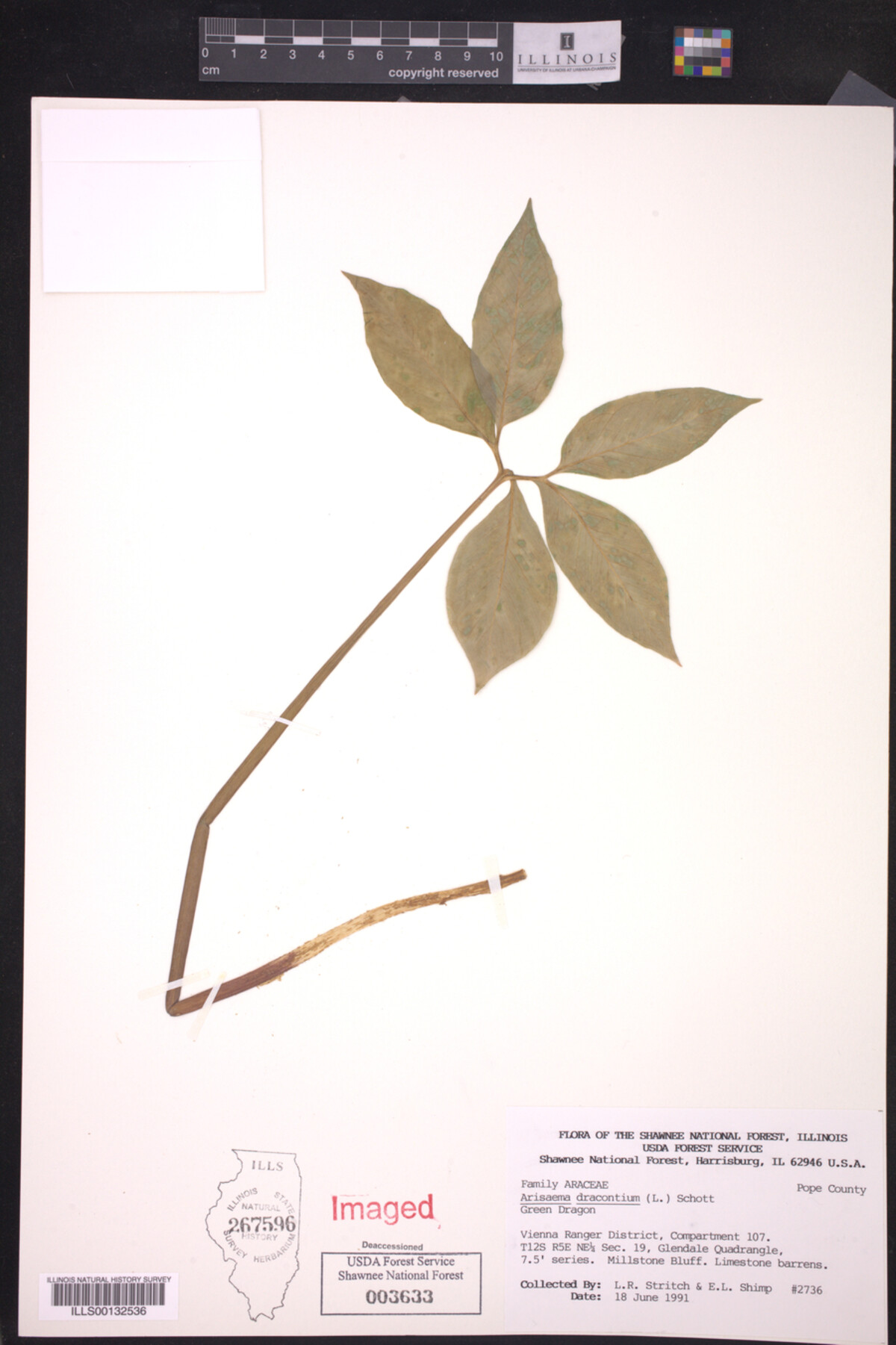 Arisaema dracontium image