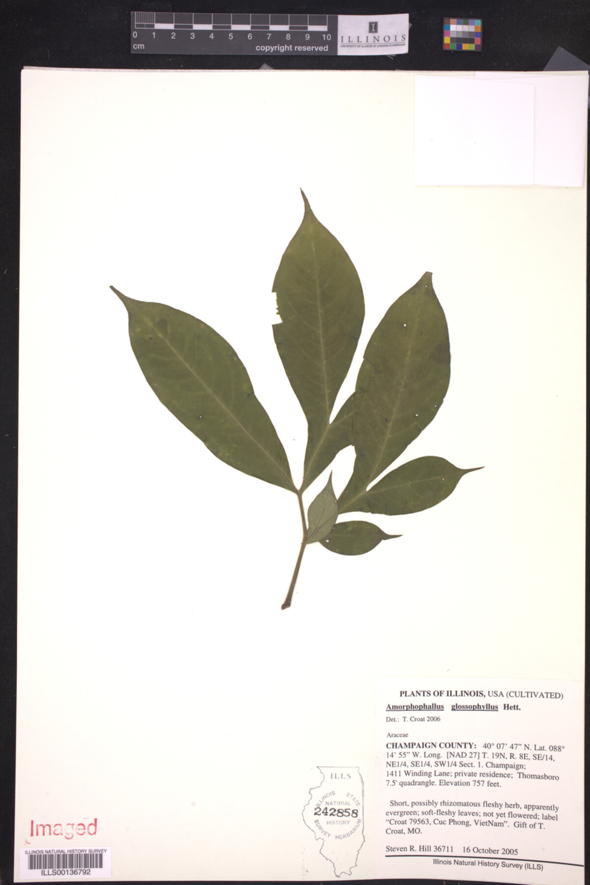 Amorphophallus glossophyllus image