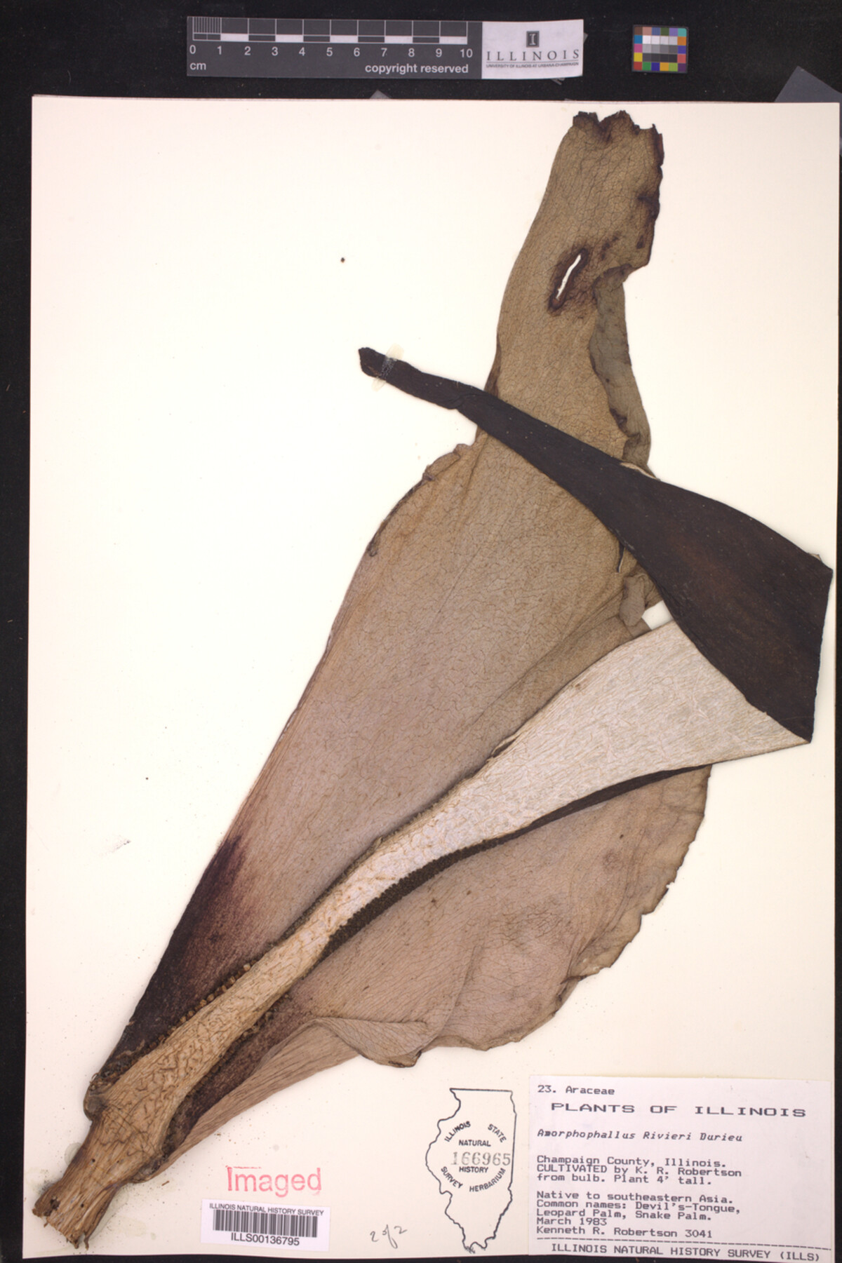 Amorphophallus rivieri image