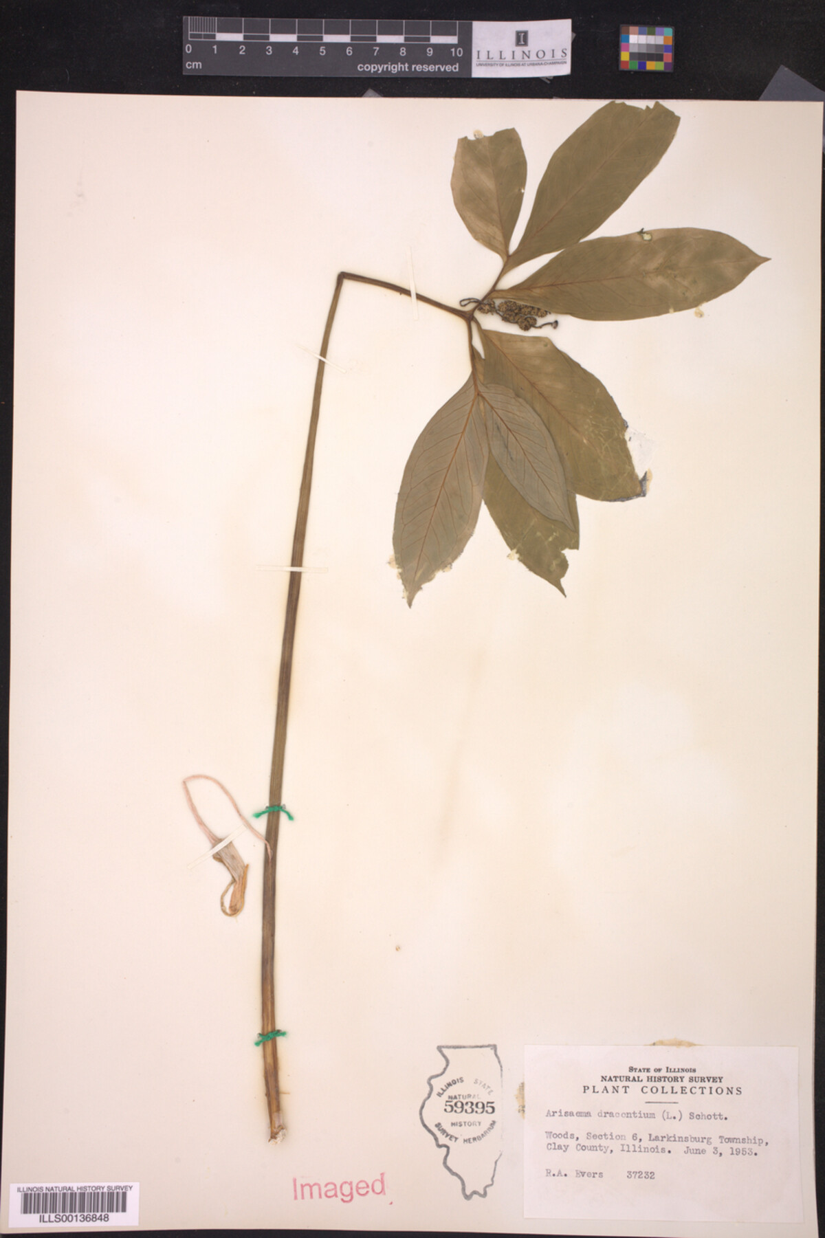 Arisaema dracontium image