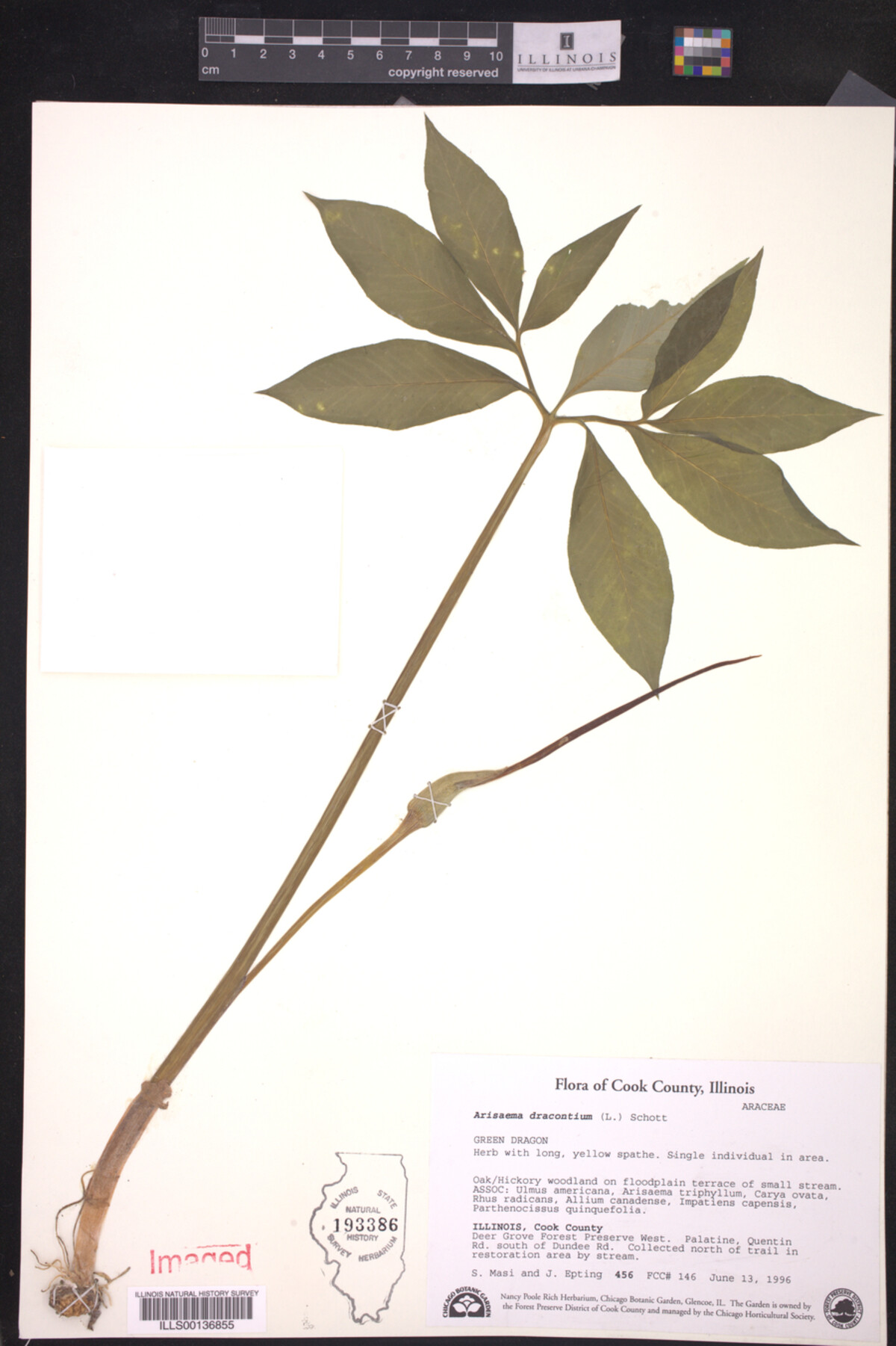 Araceae image