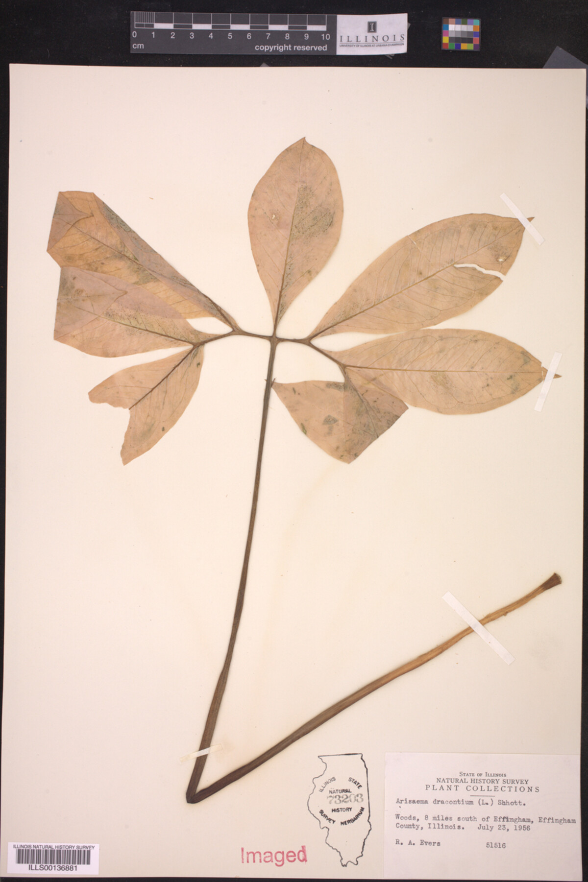 Arisaema dracontium image