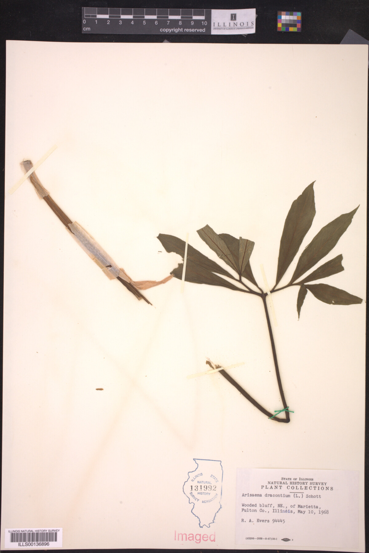 Arisaema dracontium image