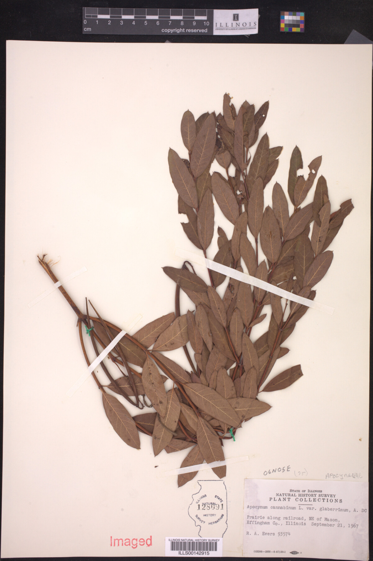 Apocynum cannabinum var. glaberrimum image