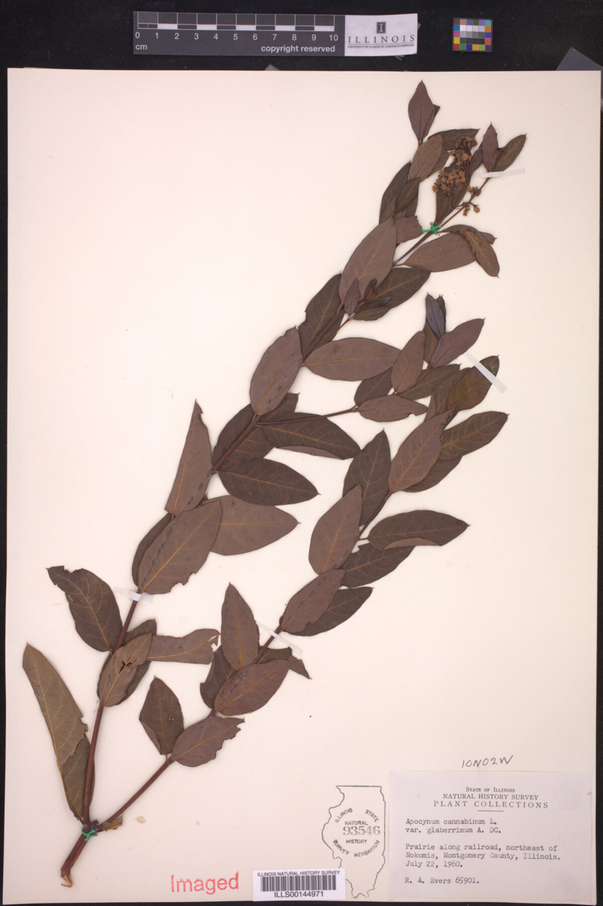 Apocynum cannabinum var. glaberrimum image