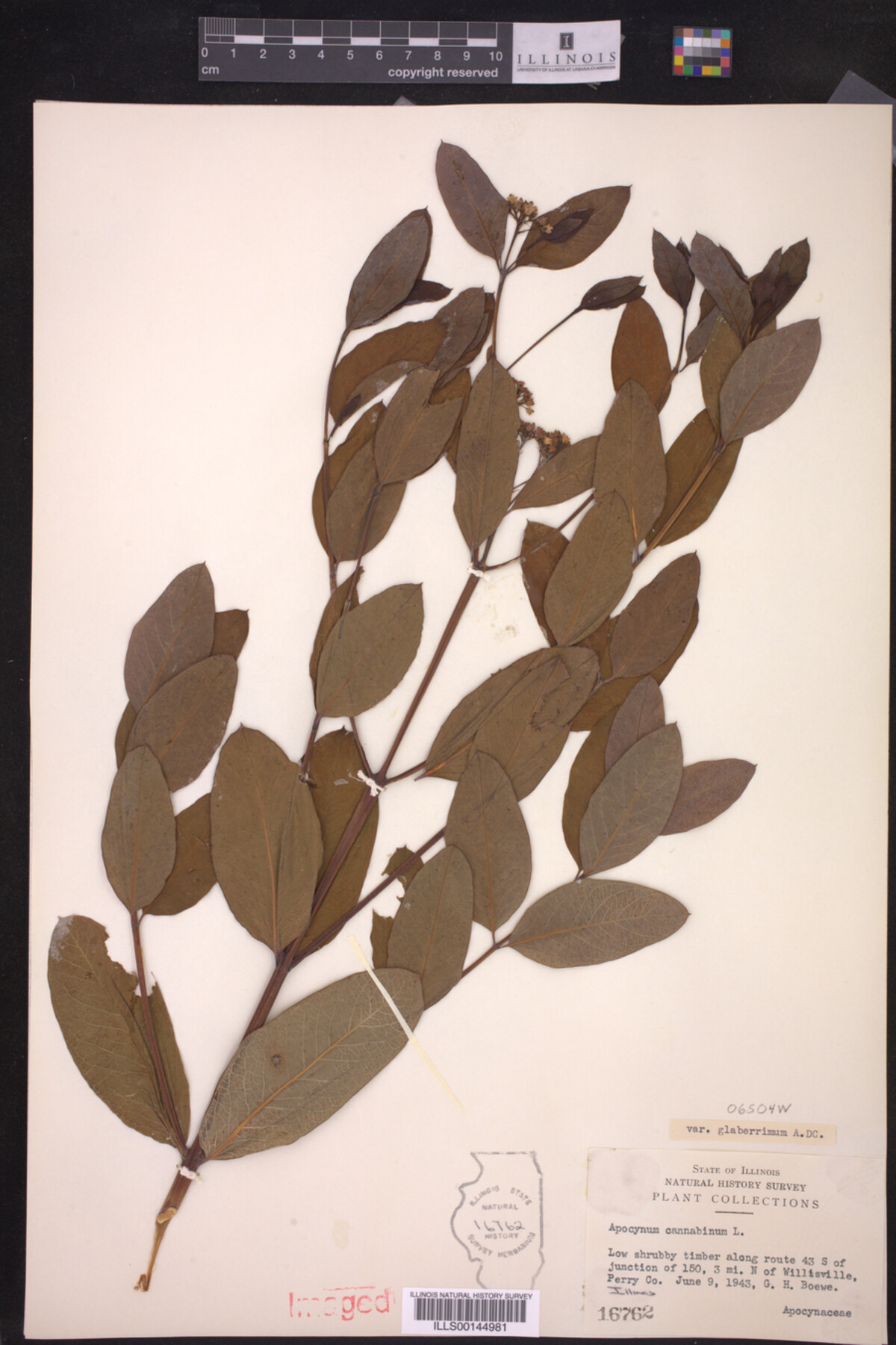 Apocynum cannabinum var. glaberrimum image