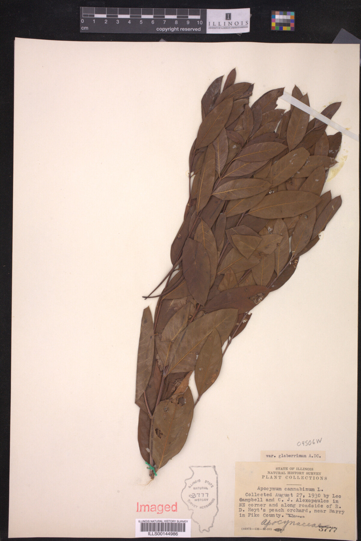 Apocynaceae image