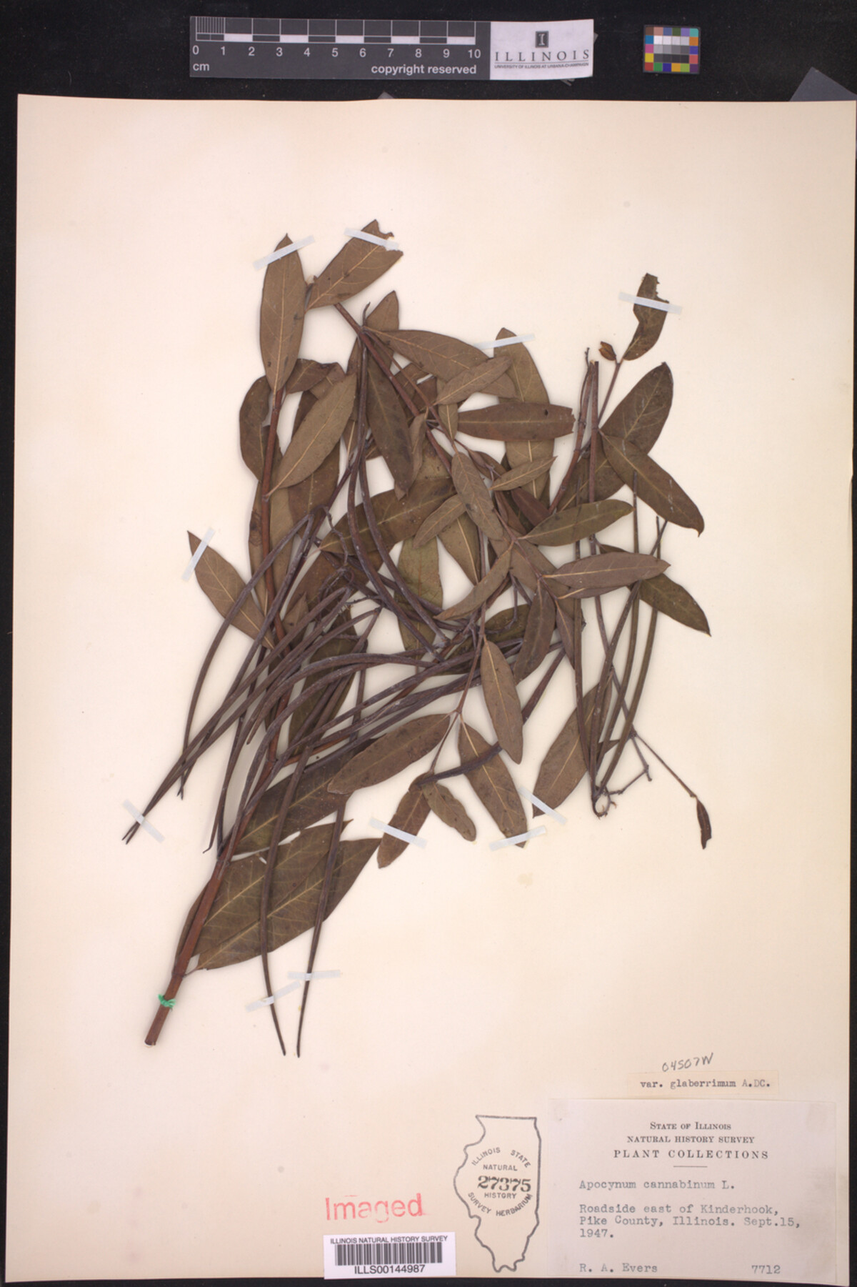 Apocynum cannabinum var. glaberrimum image