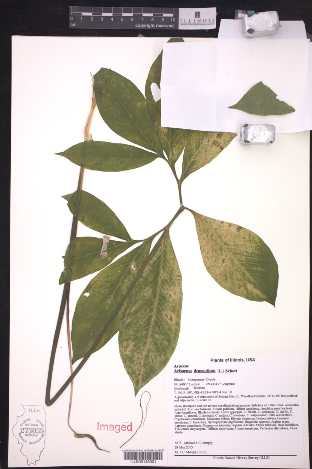 Arisaema dracontium image