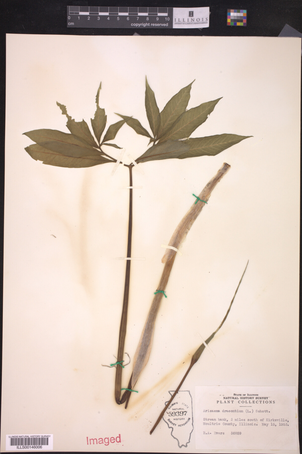 Arisaema dracontium image