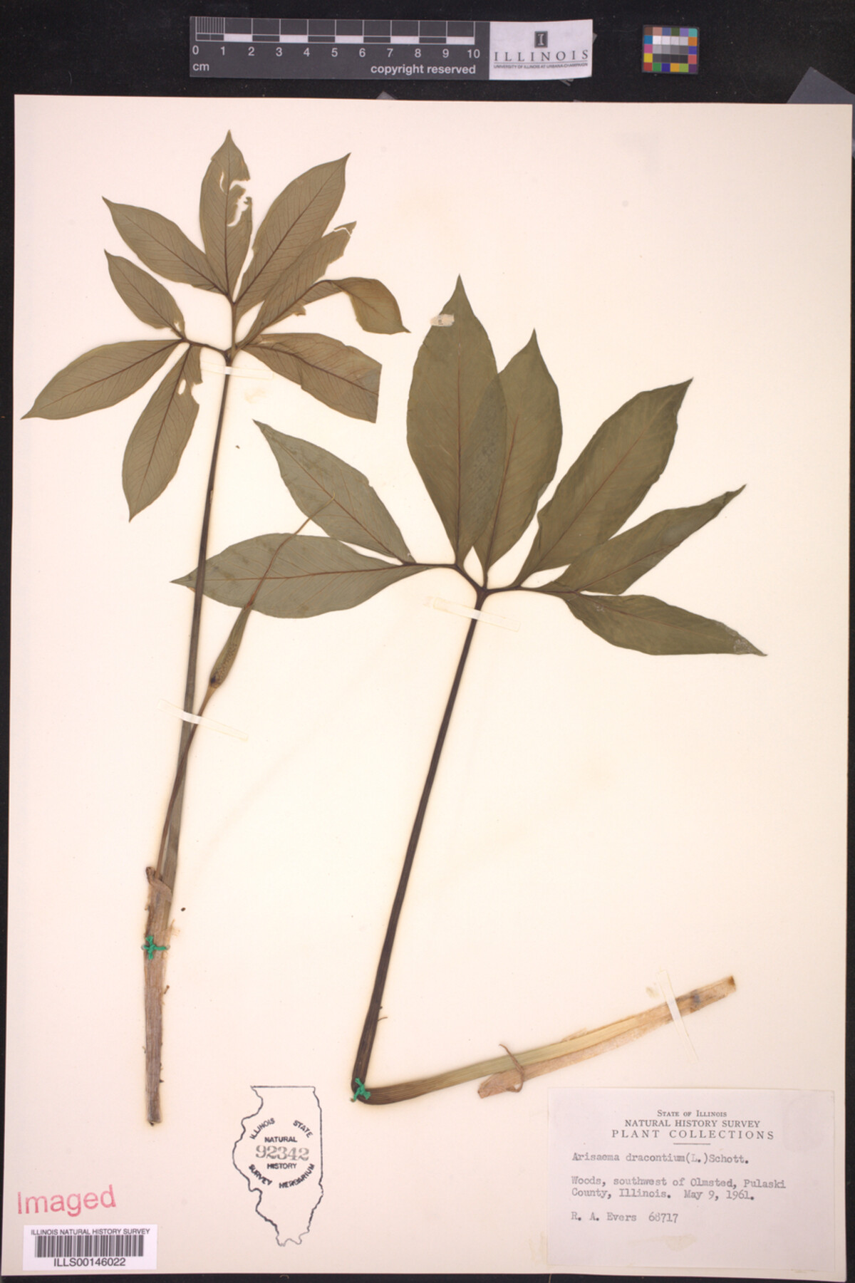 Arisaema dracontium image