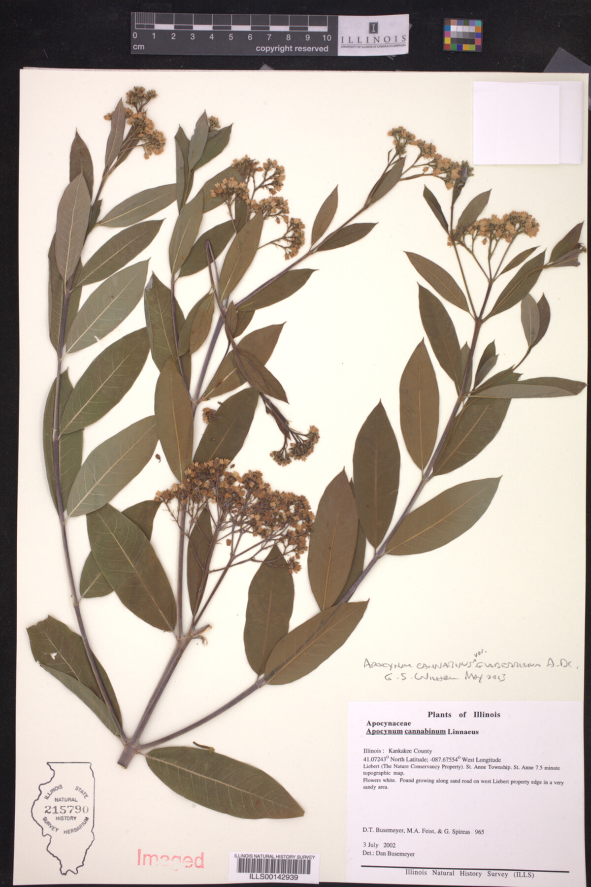 Apocynum cannabinum image