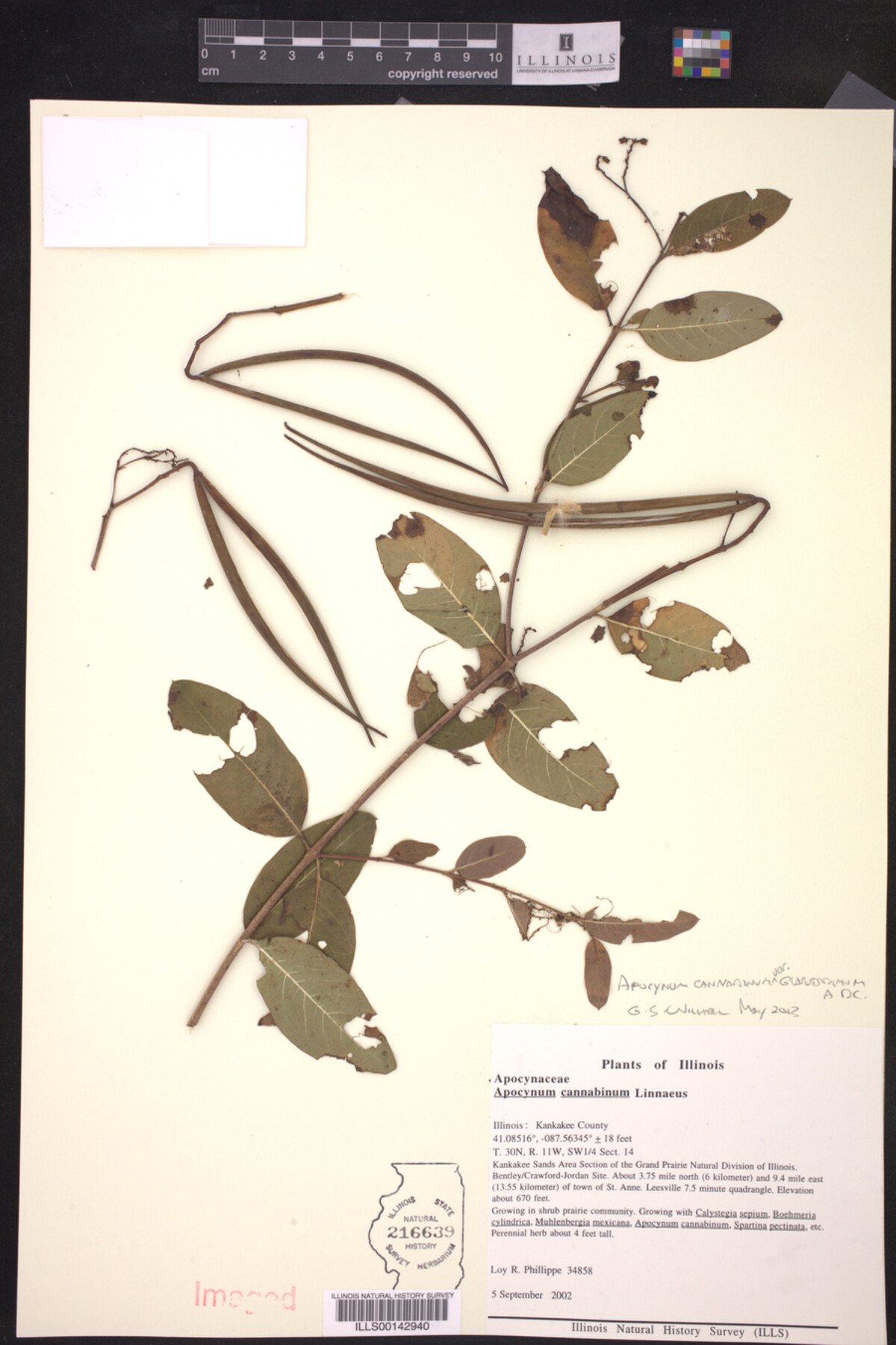 Apocynum cannabinum var. glaberrimum image