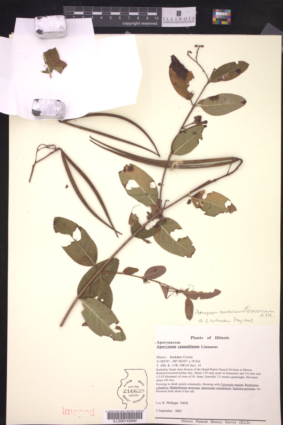 Apocynum cannabinum var. glaberrimum image