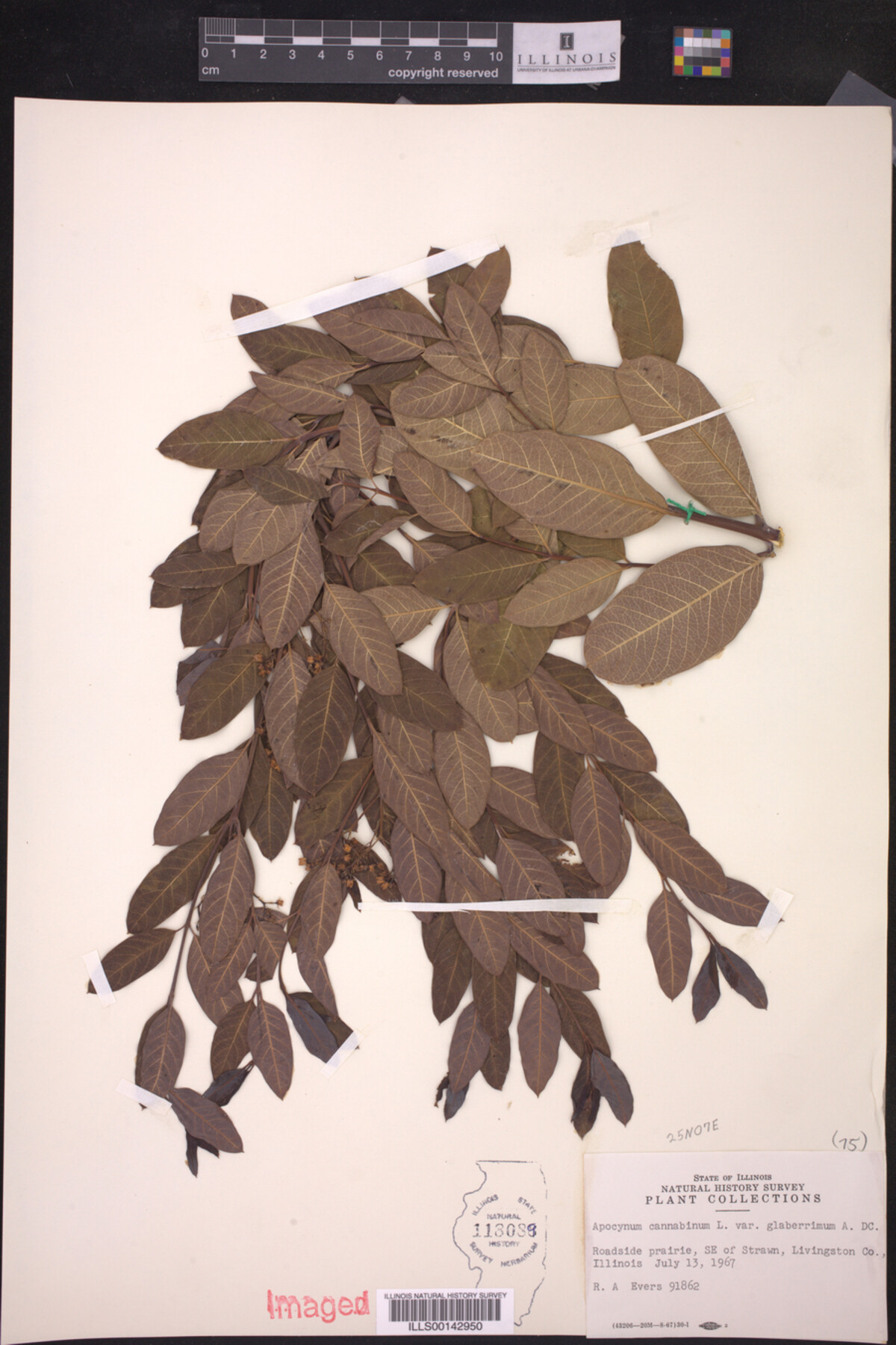 Apocynum cannabinum var. glaberrimum image