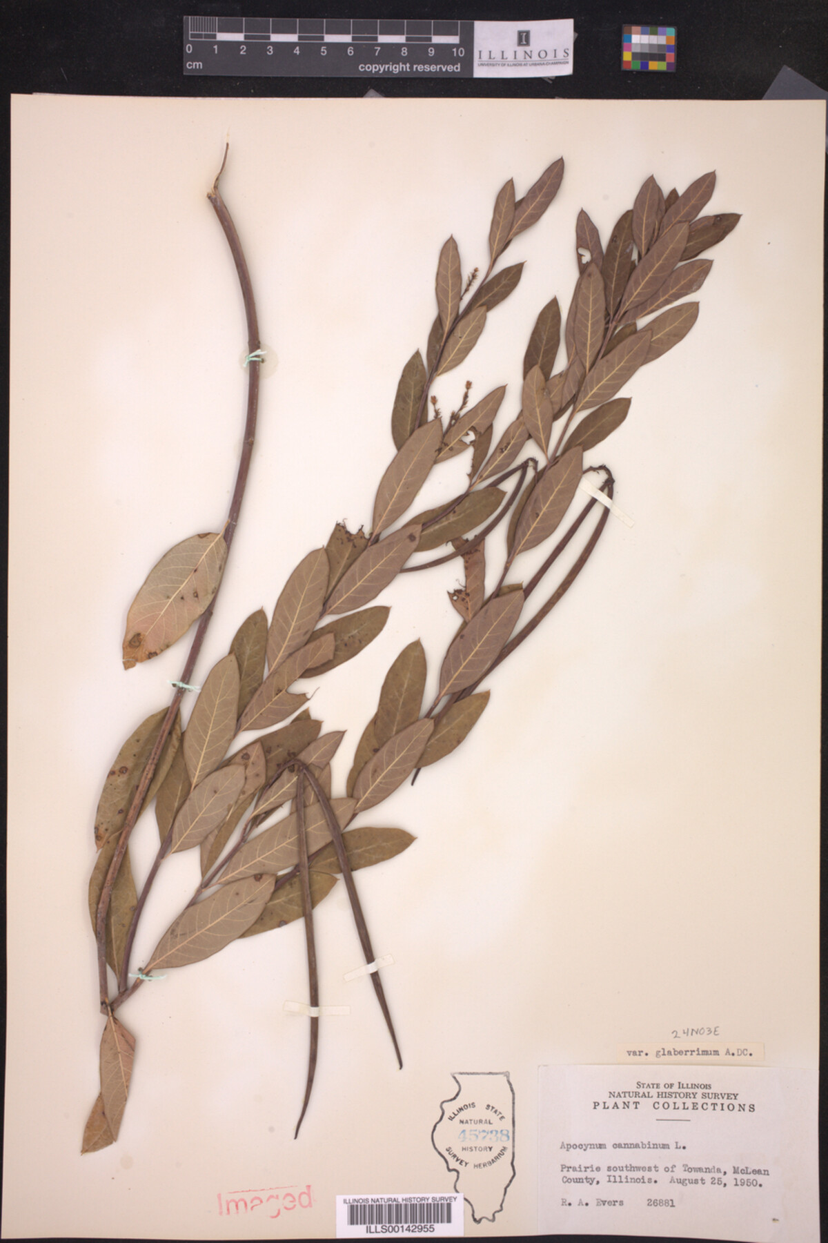 Apocynum cannabinum var. glaberrimum image