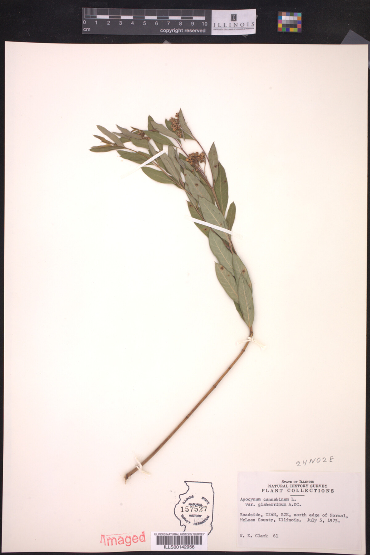 Apocynum image
