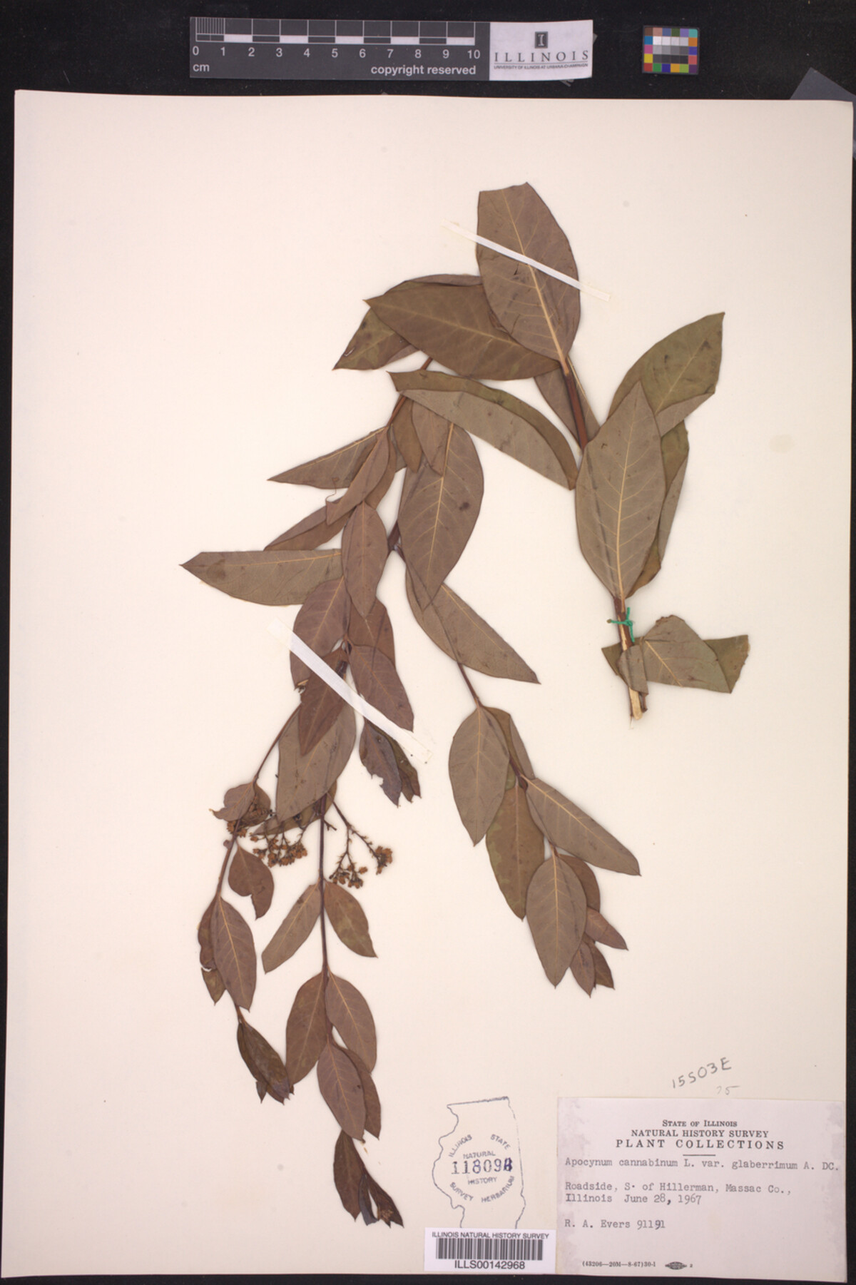 Apocynum cannabinum var. glaberrimum image