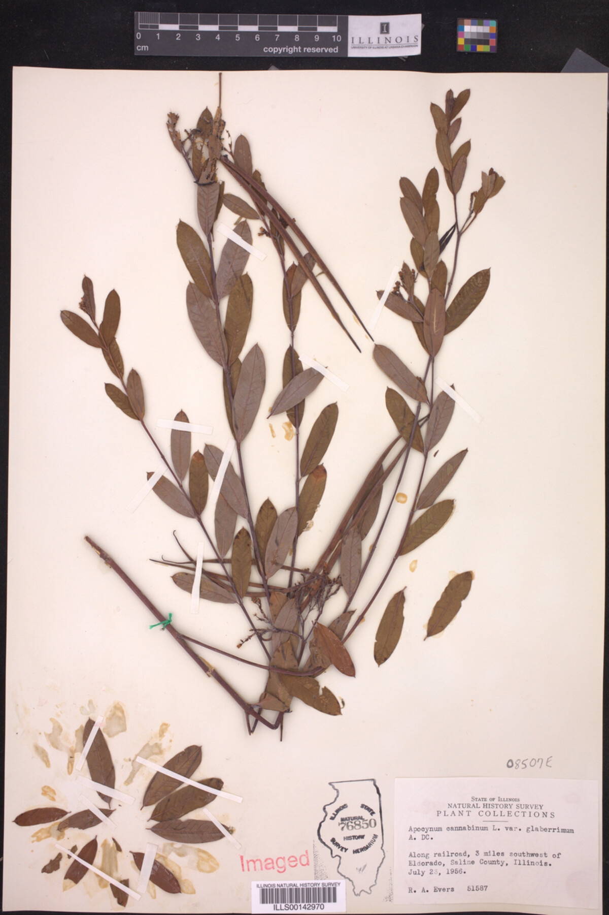 Apocynum cannabinum var. glaberrimum image