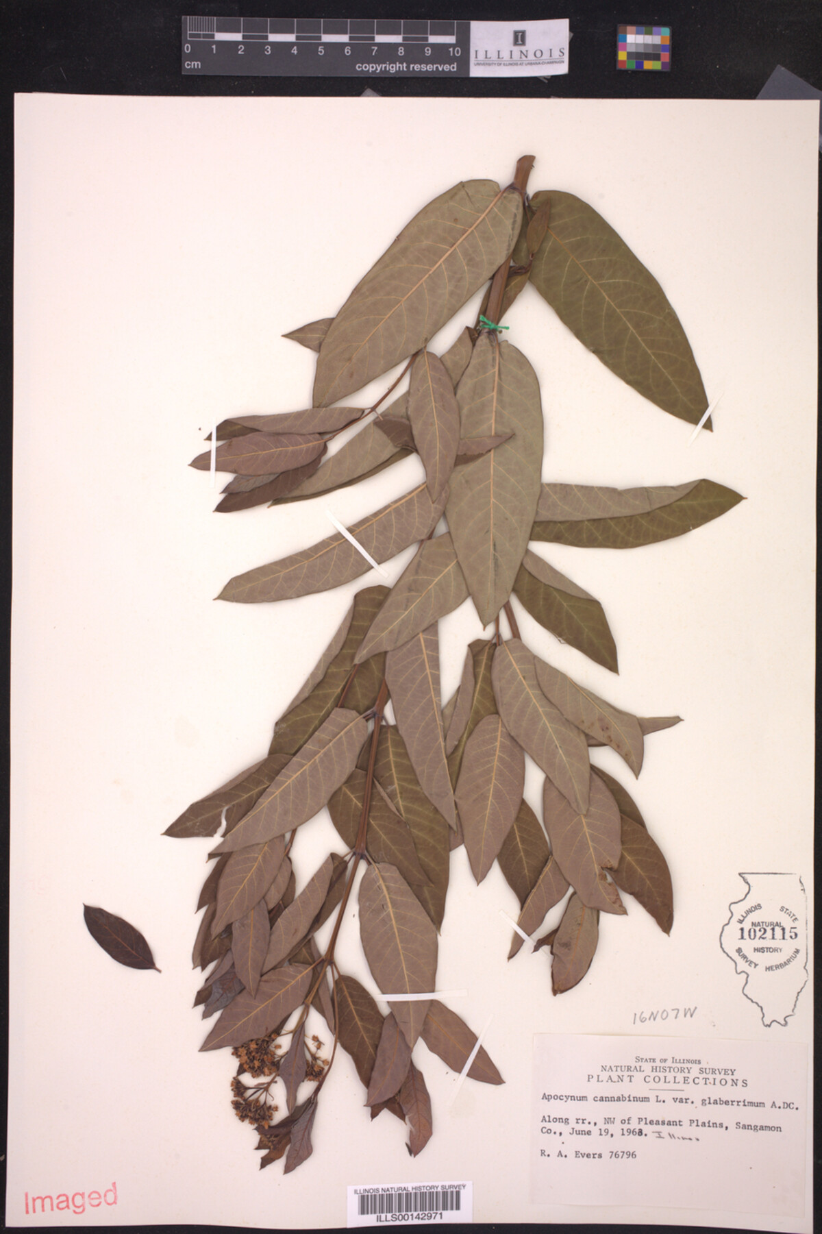 Apocynum cannabinum var. glaberrimum image