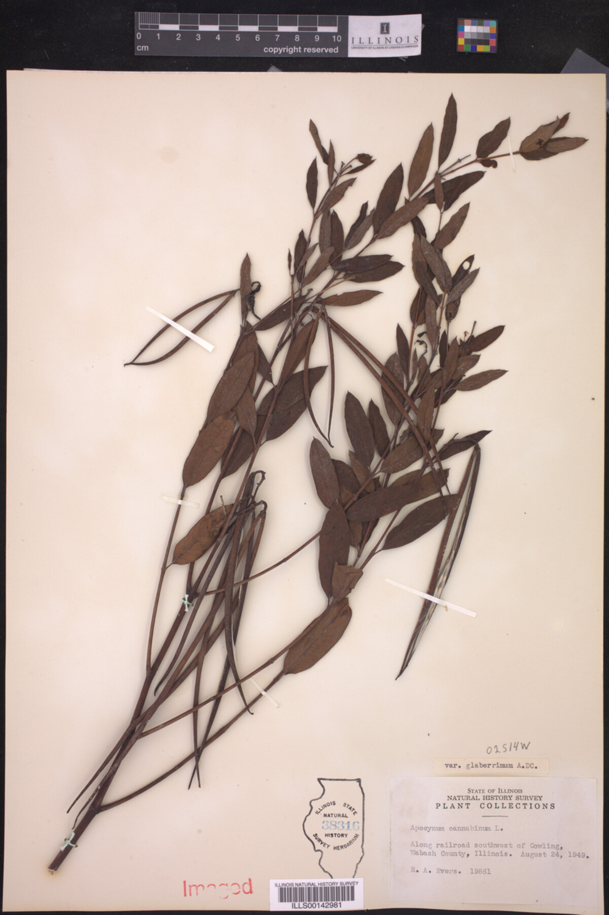 Apocynum cannabinum var. glaberrimum image