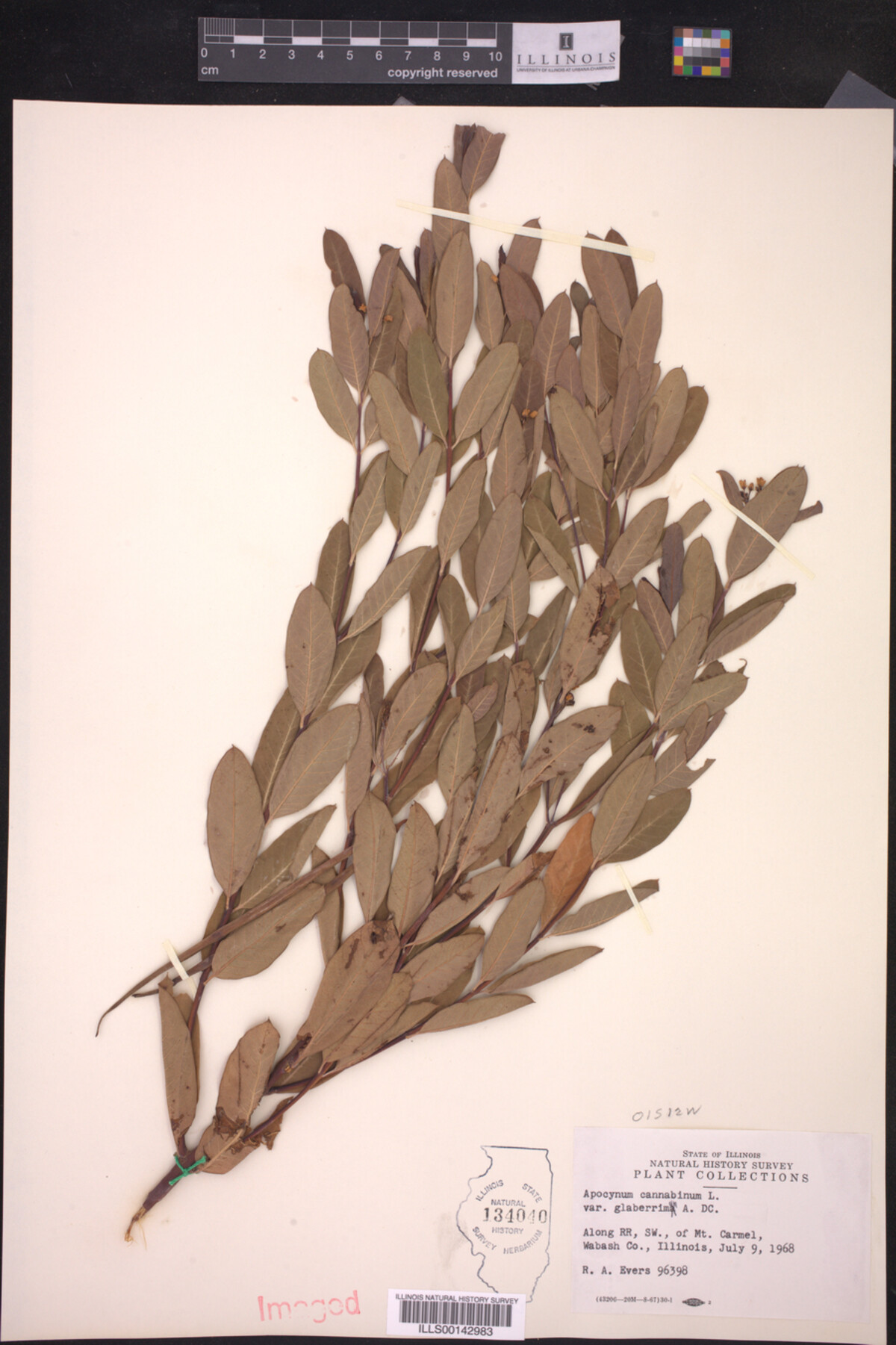 Apocynum cannabinum var. glaberrimum image
