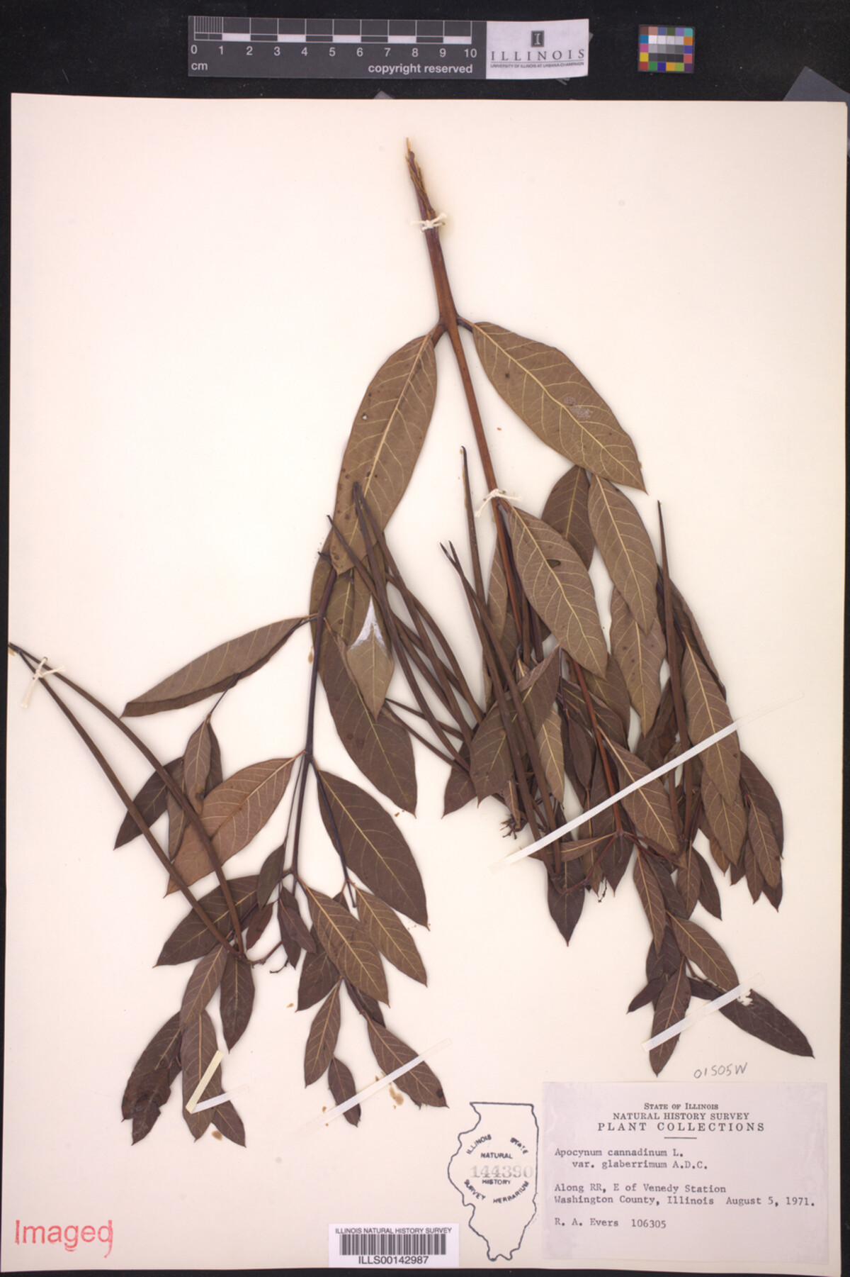 Apocynum cannabinum var. glaberrimum image