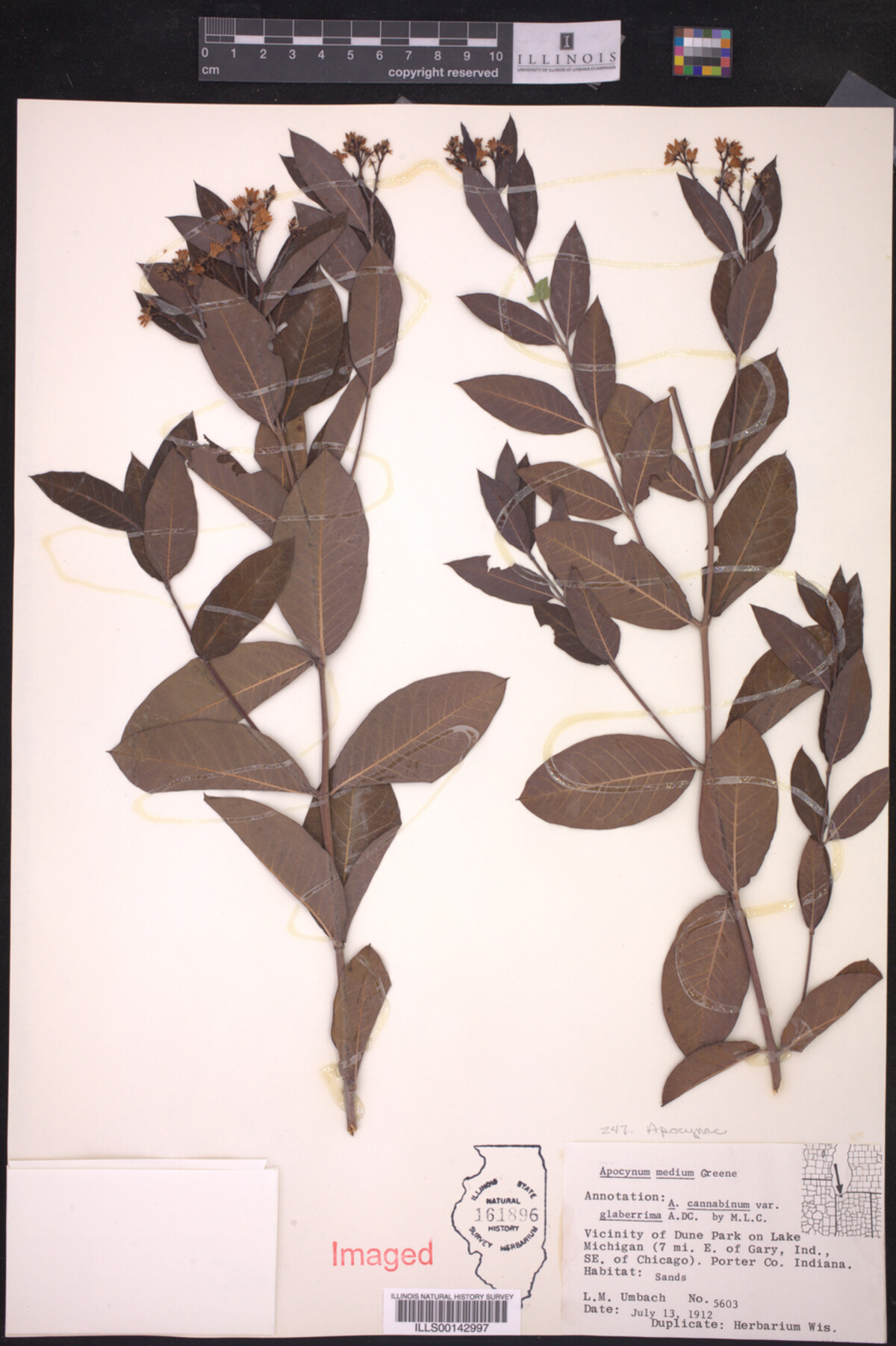 Apocynum cannabinum var. glaberrimum image