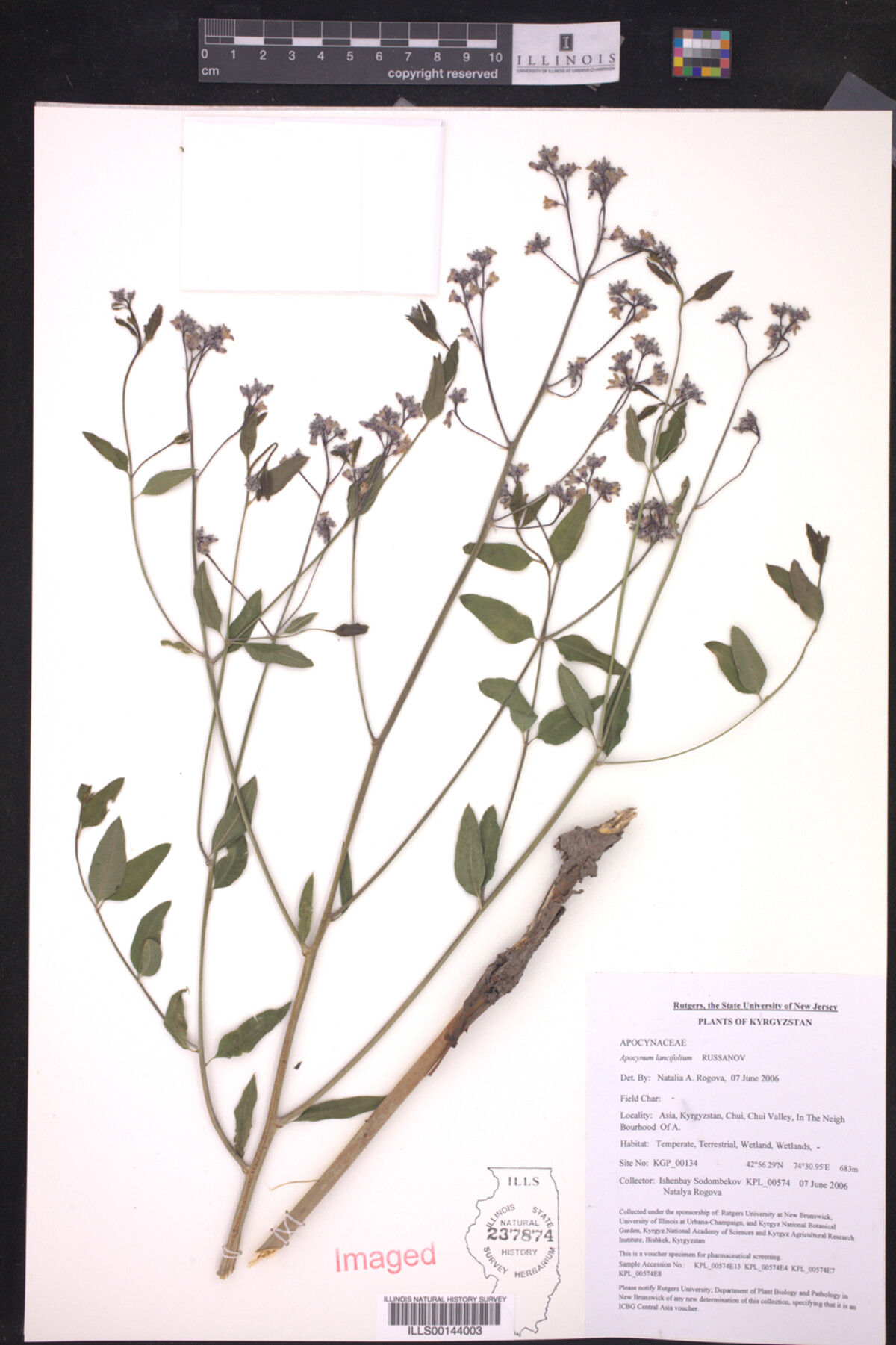 Apocynum lancifolium image