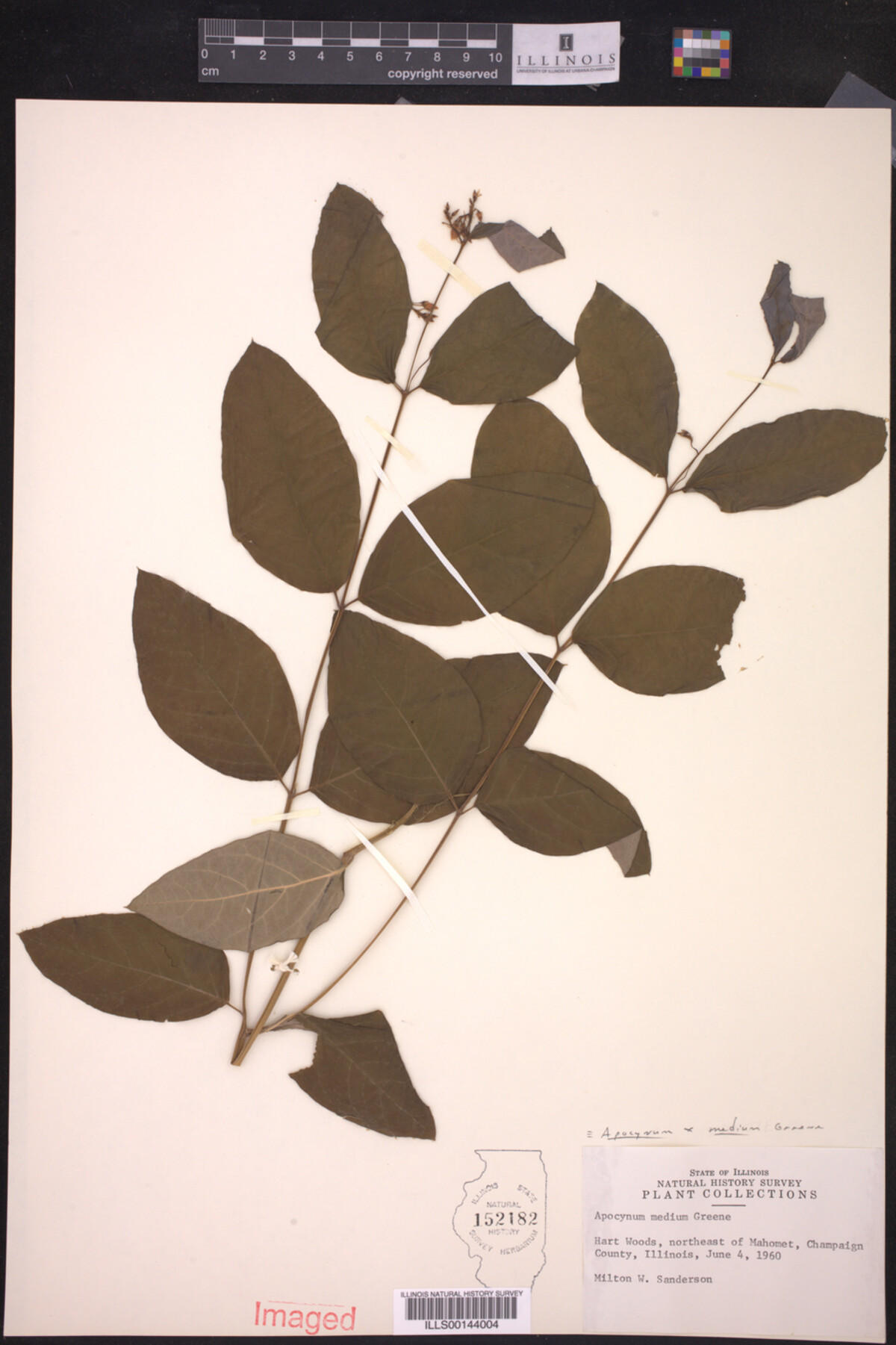 Apocynum X medium image