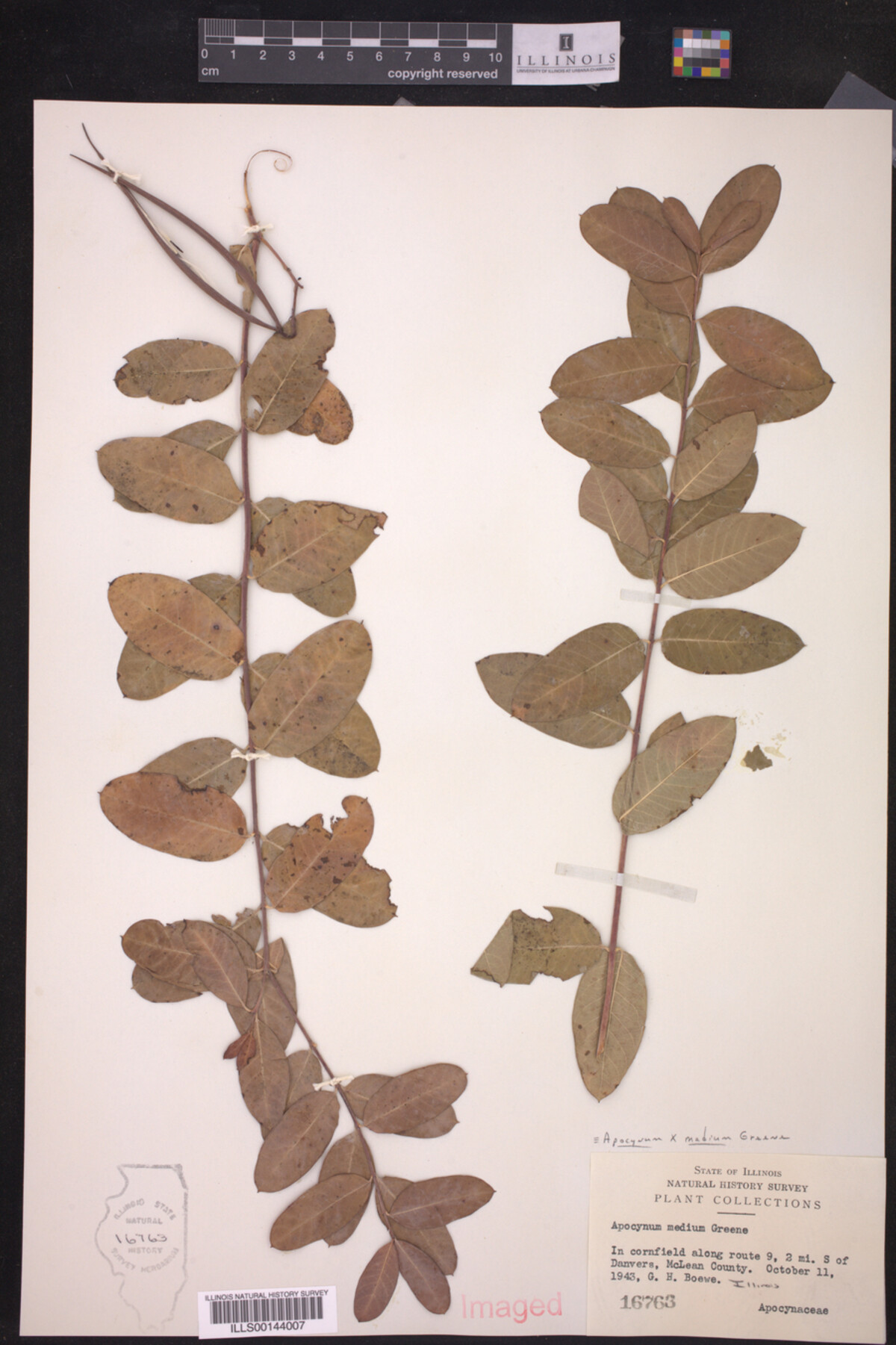 Apocynum X medium image