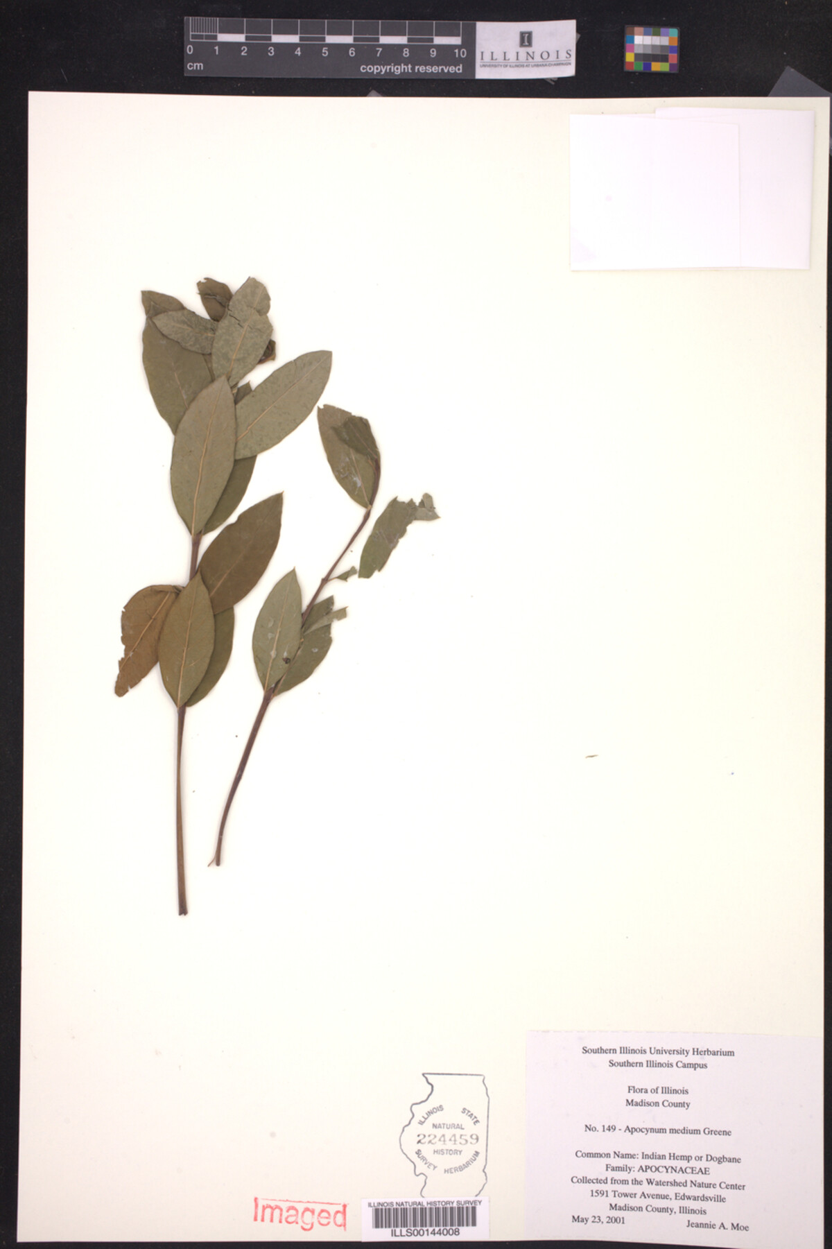 Apocynum medium image