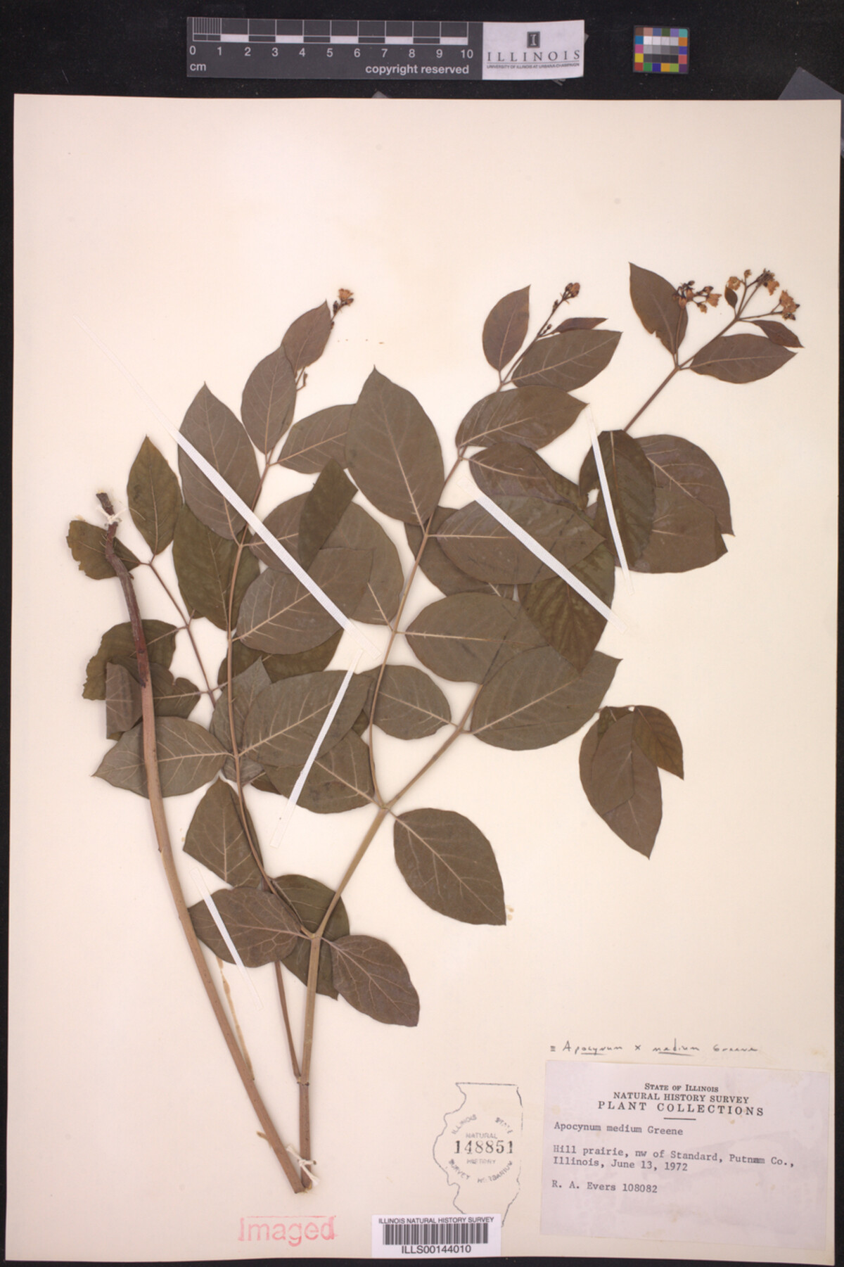Apocynum X medium image