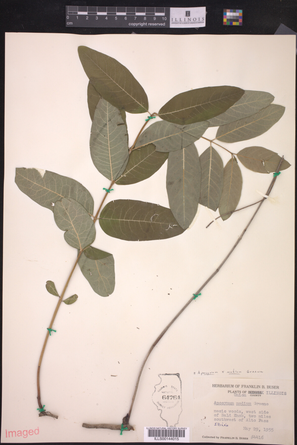 Apocynum X medium image