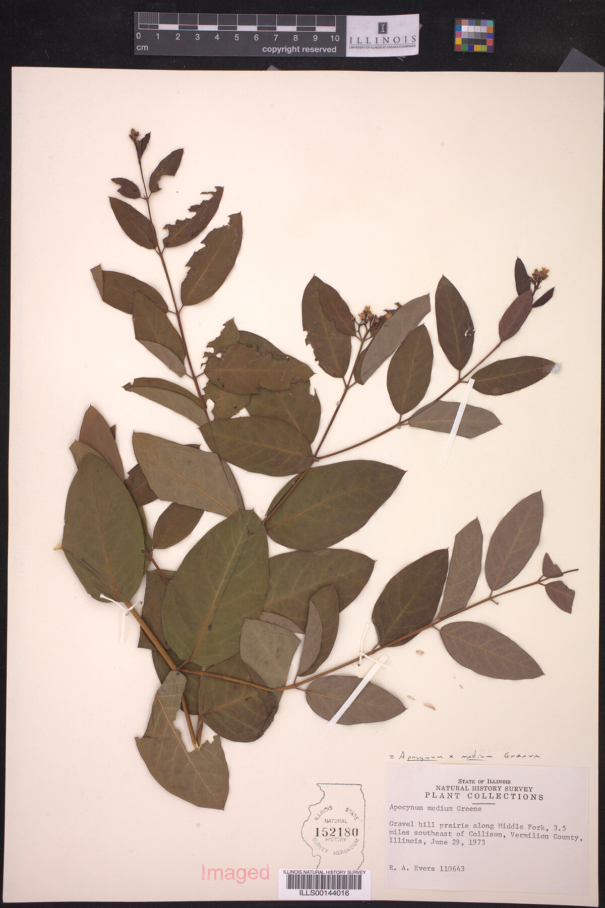 Apocynum X medium image