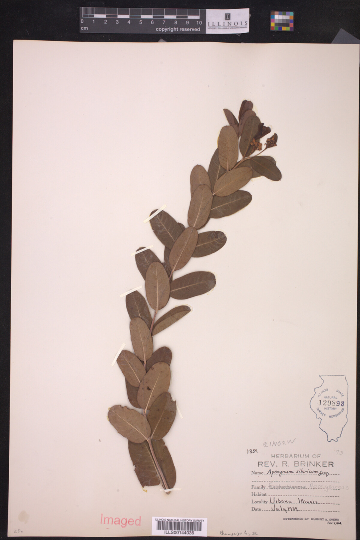 Apocynum sibiricum image