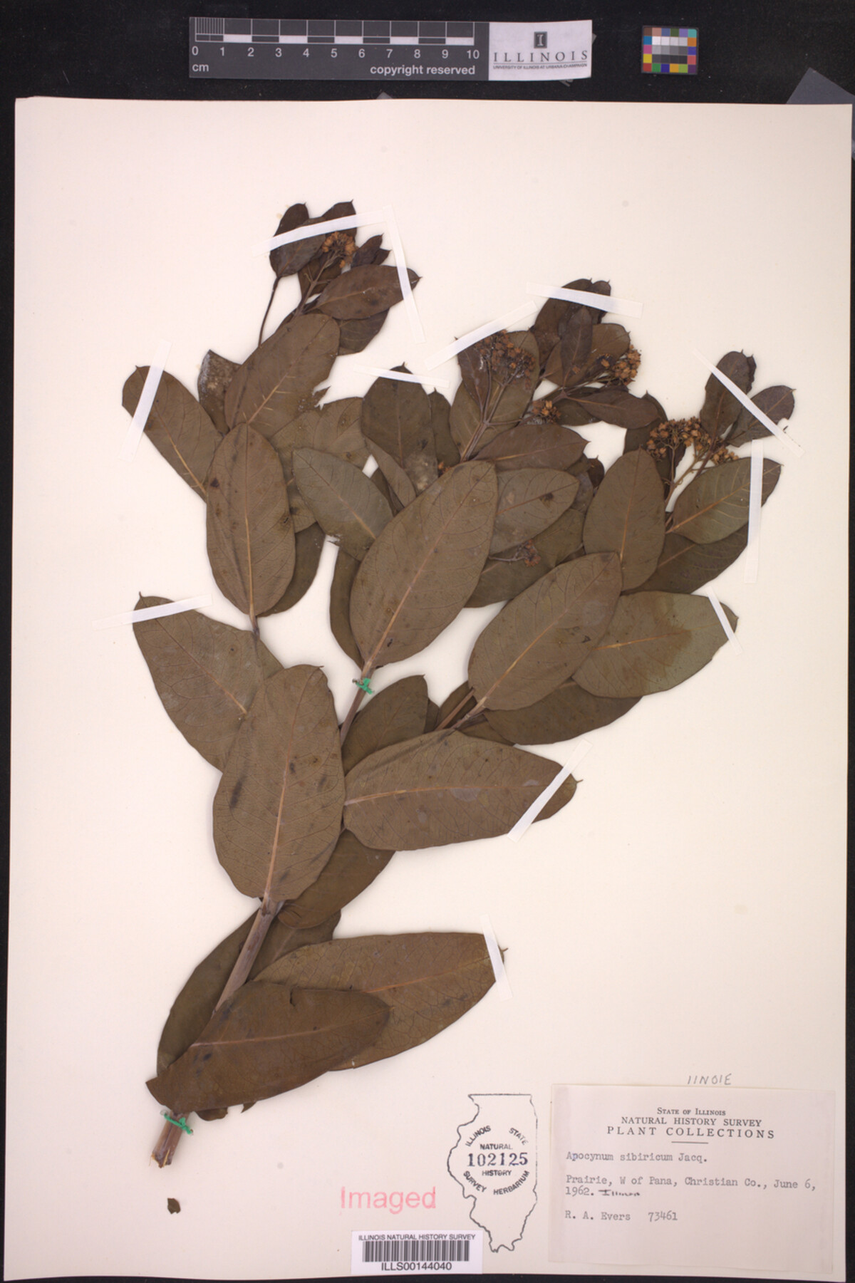 Apocynaceae image