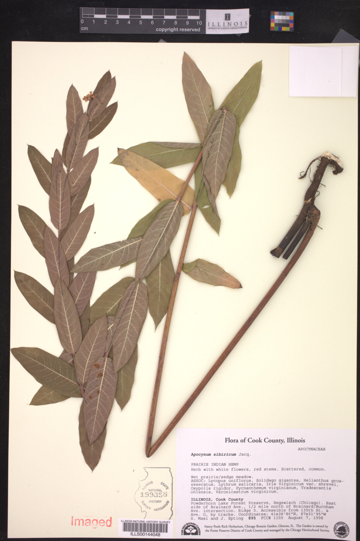 Apocynum sibiricum image