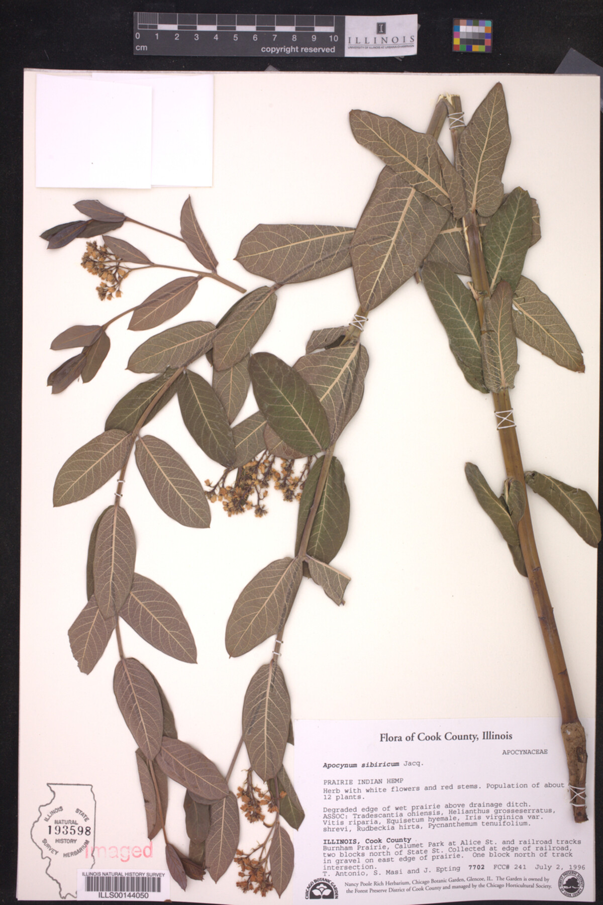 Apocynum sibiricum image