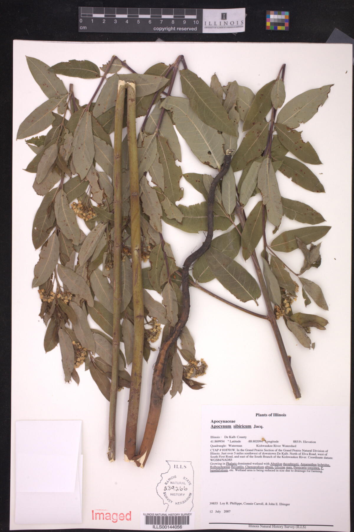 Apocynum sibiricum image