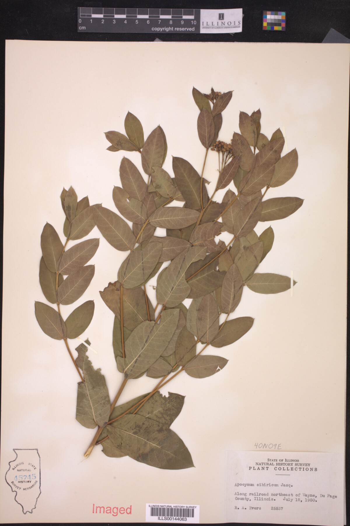 Apocynum sibiricum image