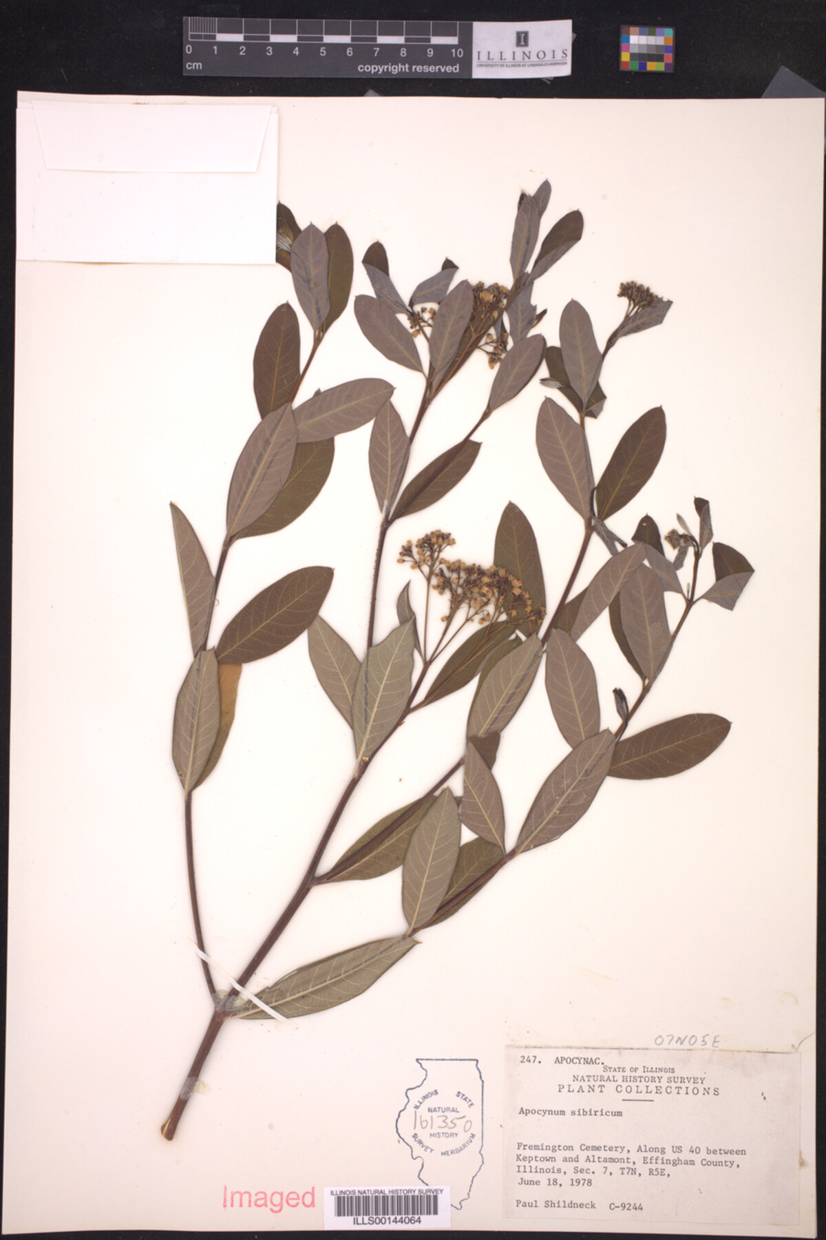 Apocynum sibiricum image