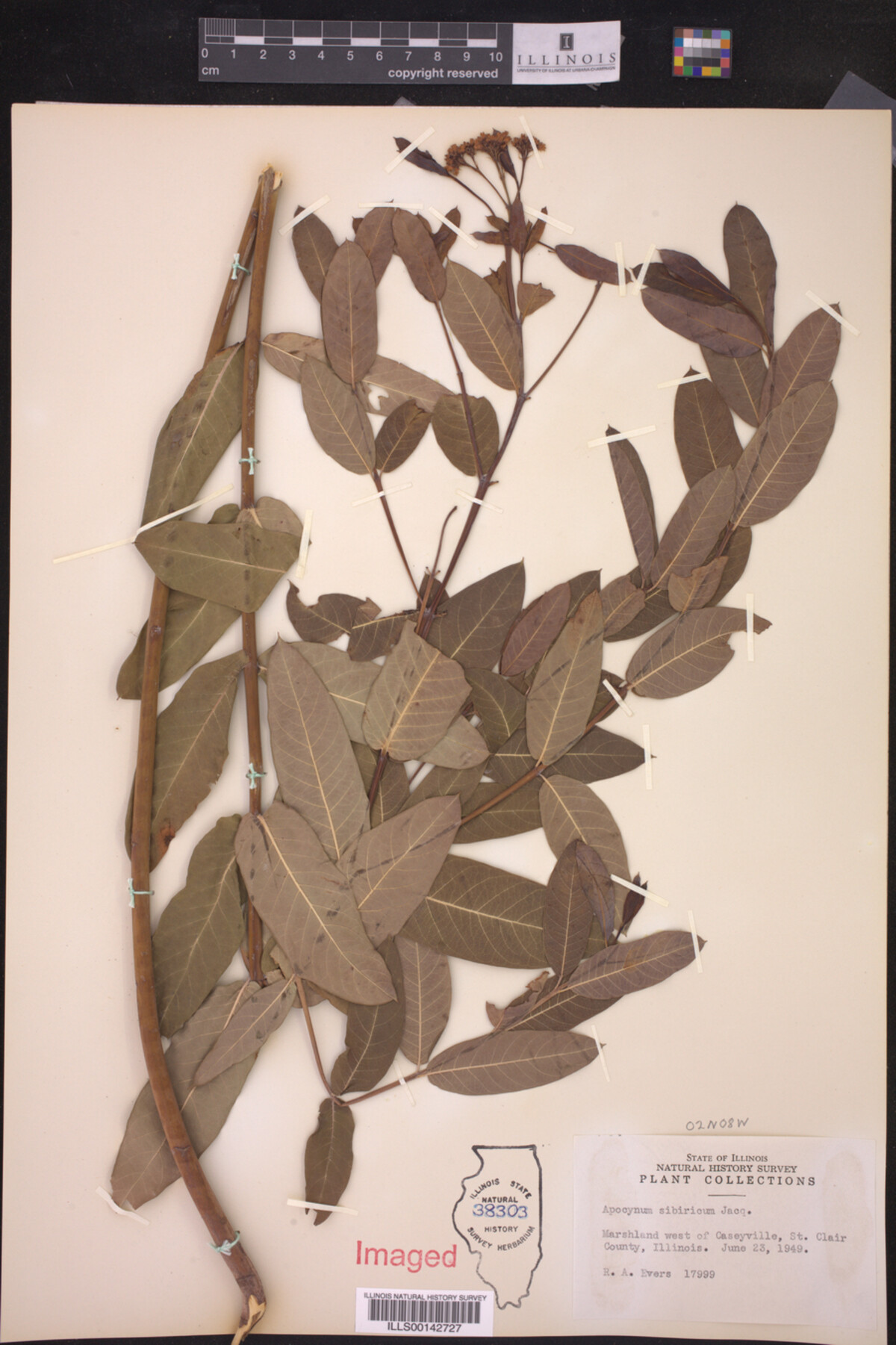 Apocynum sibiricum image